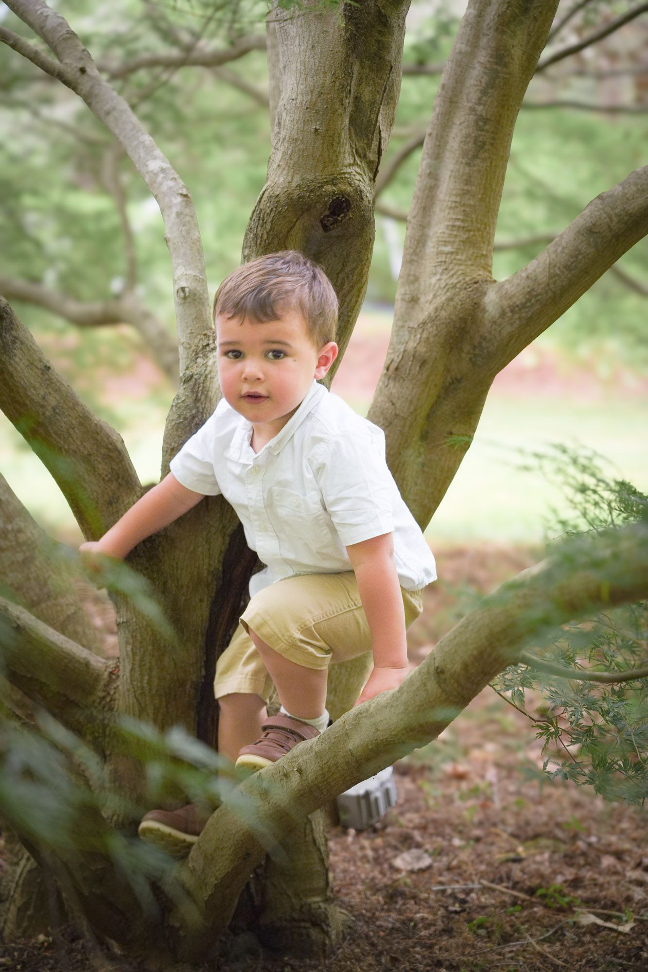 Young boy in white shirt climbing branches of a large tree in a wooded park setting.