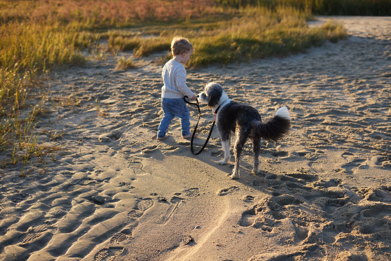 Toddler boy walking dog on sandy beach path at golden hour.
