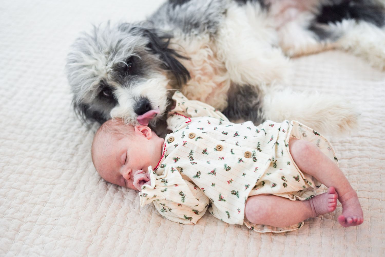 Shaggy black and white dog snuggling close to a peacefully sleeping newborn baby.