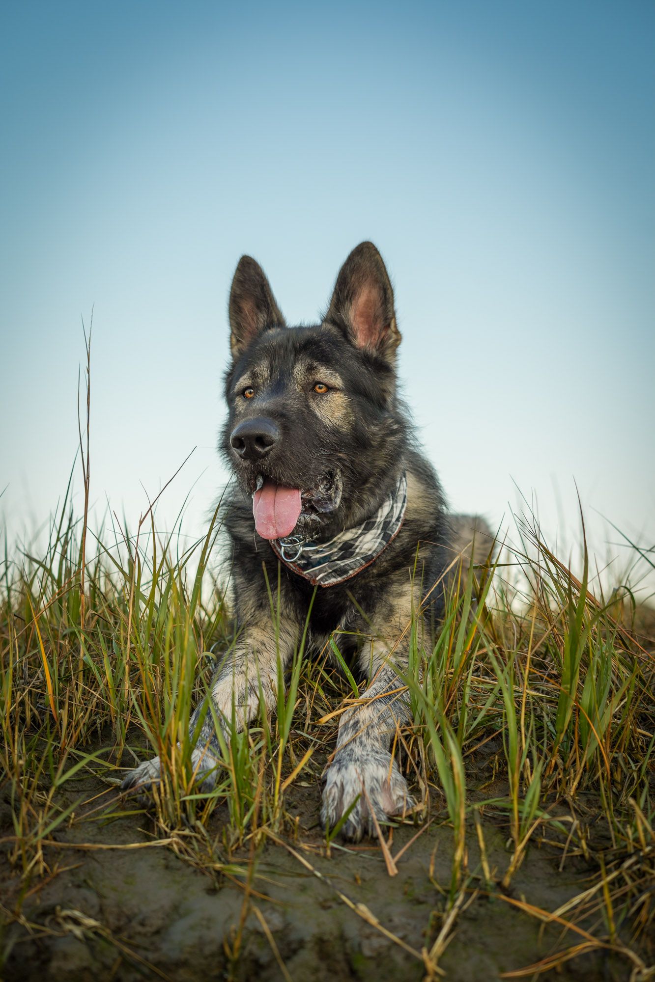 A German Shepherd dog lying in tall grass with tongue out under a clear blue sky.