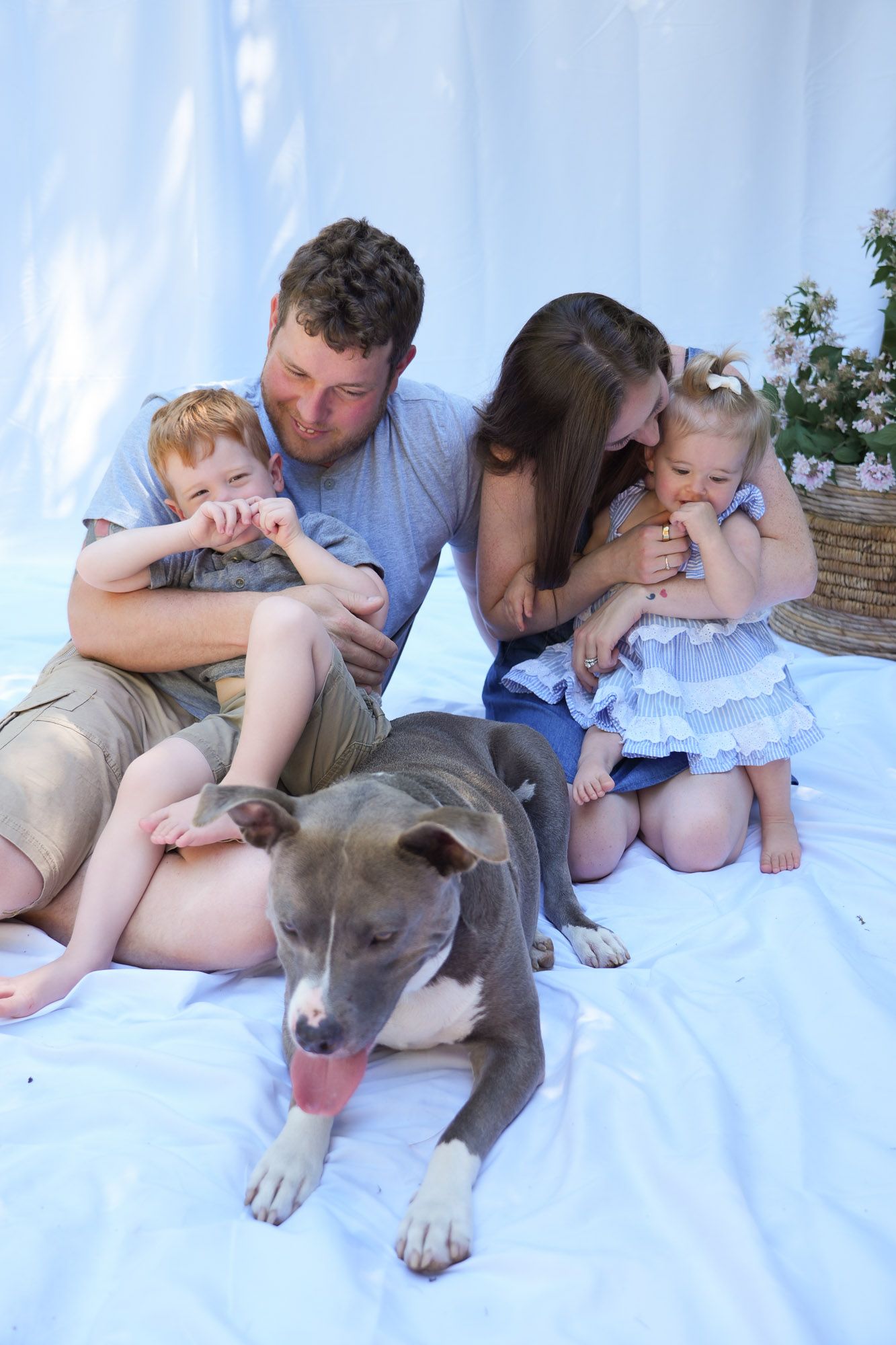 Family of four sits casually on white blanket with gray pit bull dog during outdoor photo session.