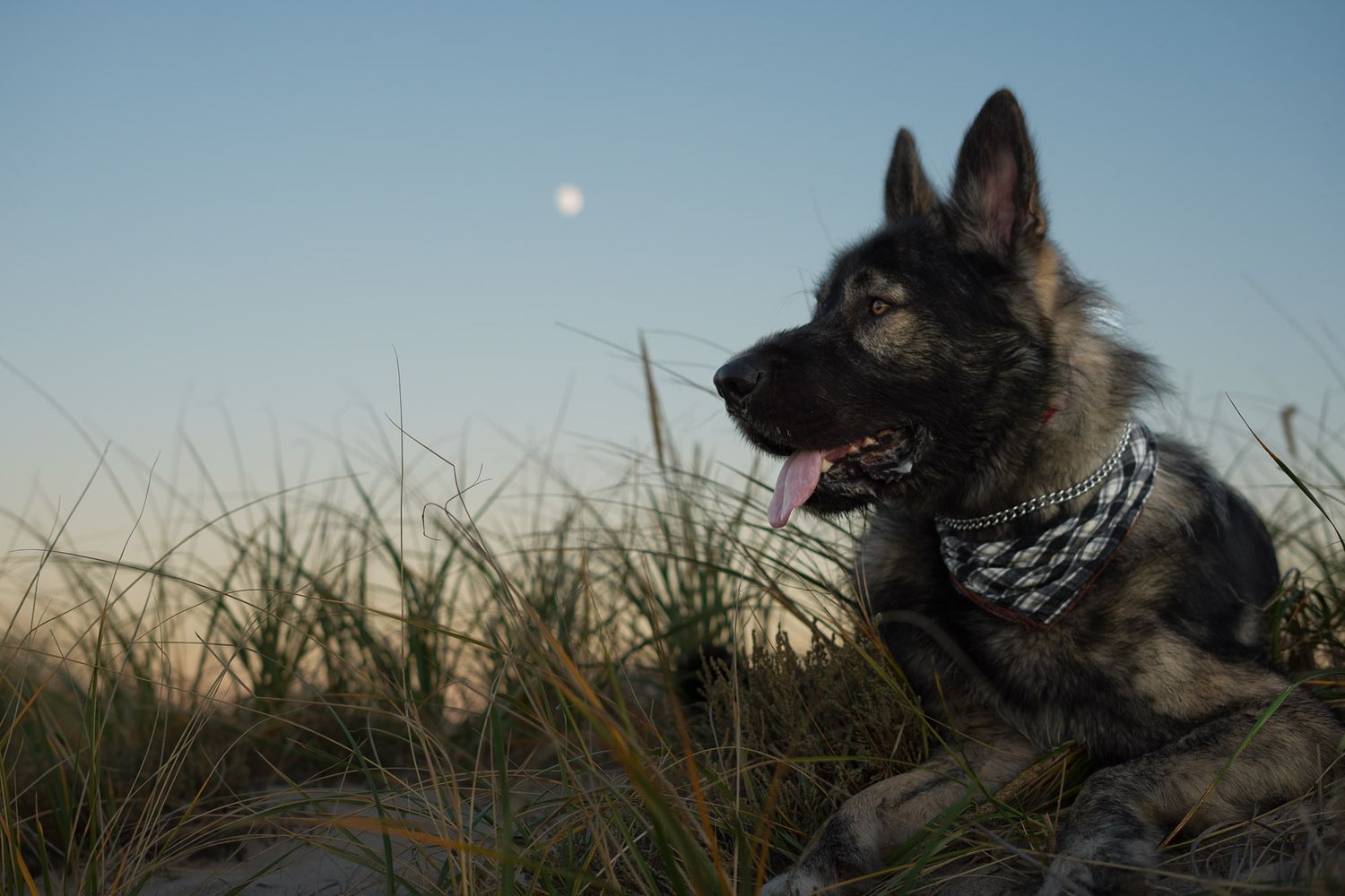 German Shepherd dog with bandana resting in tall grass under clear sky with moon.