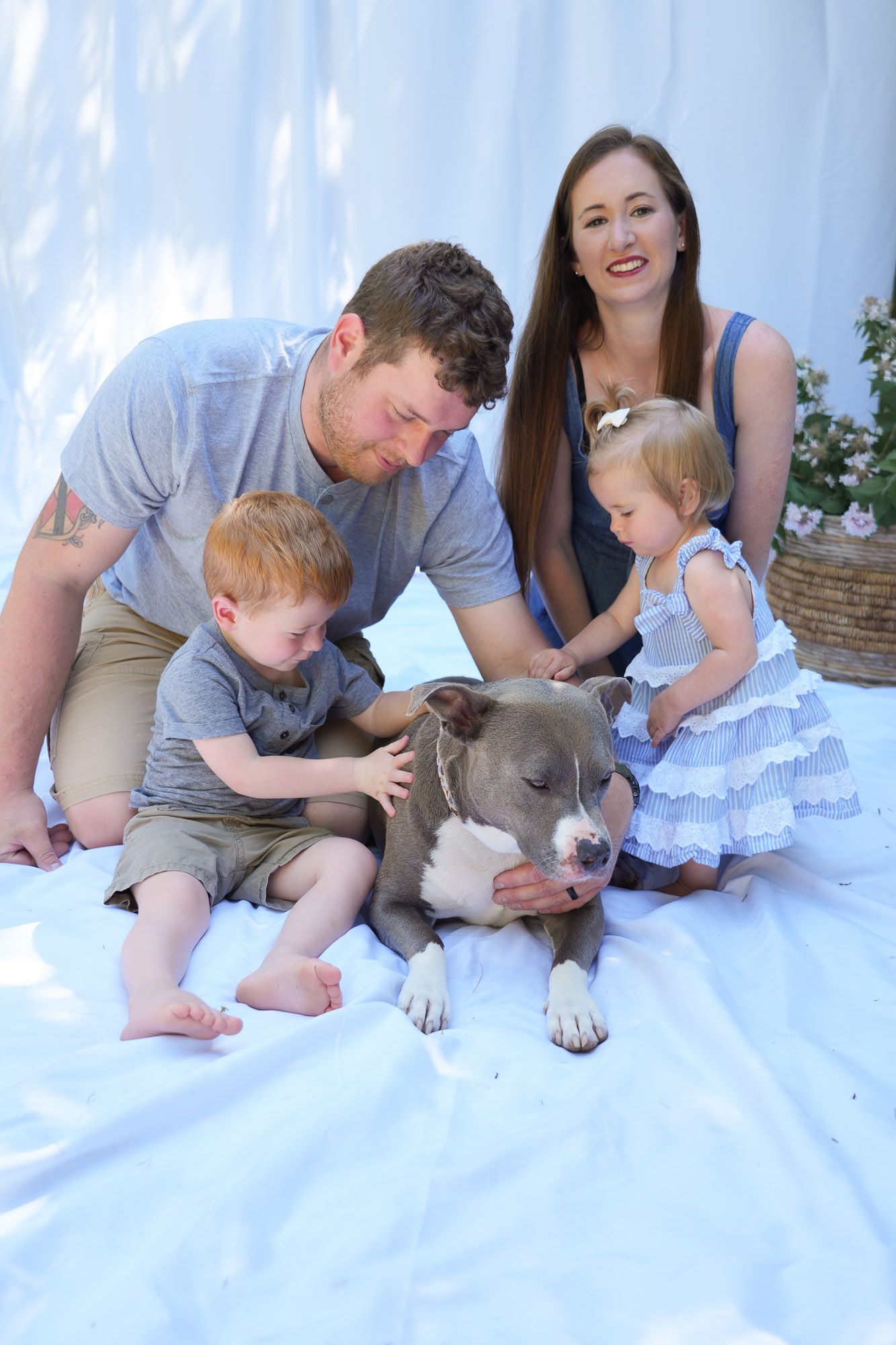 Family of four with redhead boy and blonde girl petting their gray pit bull dog on white backdrop.