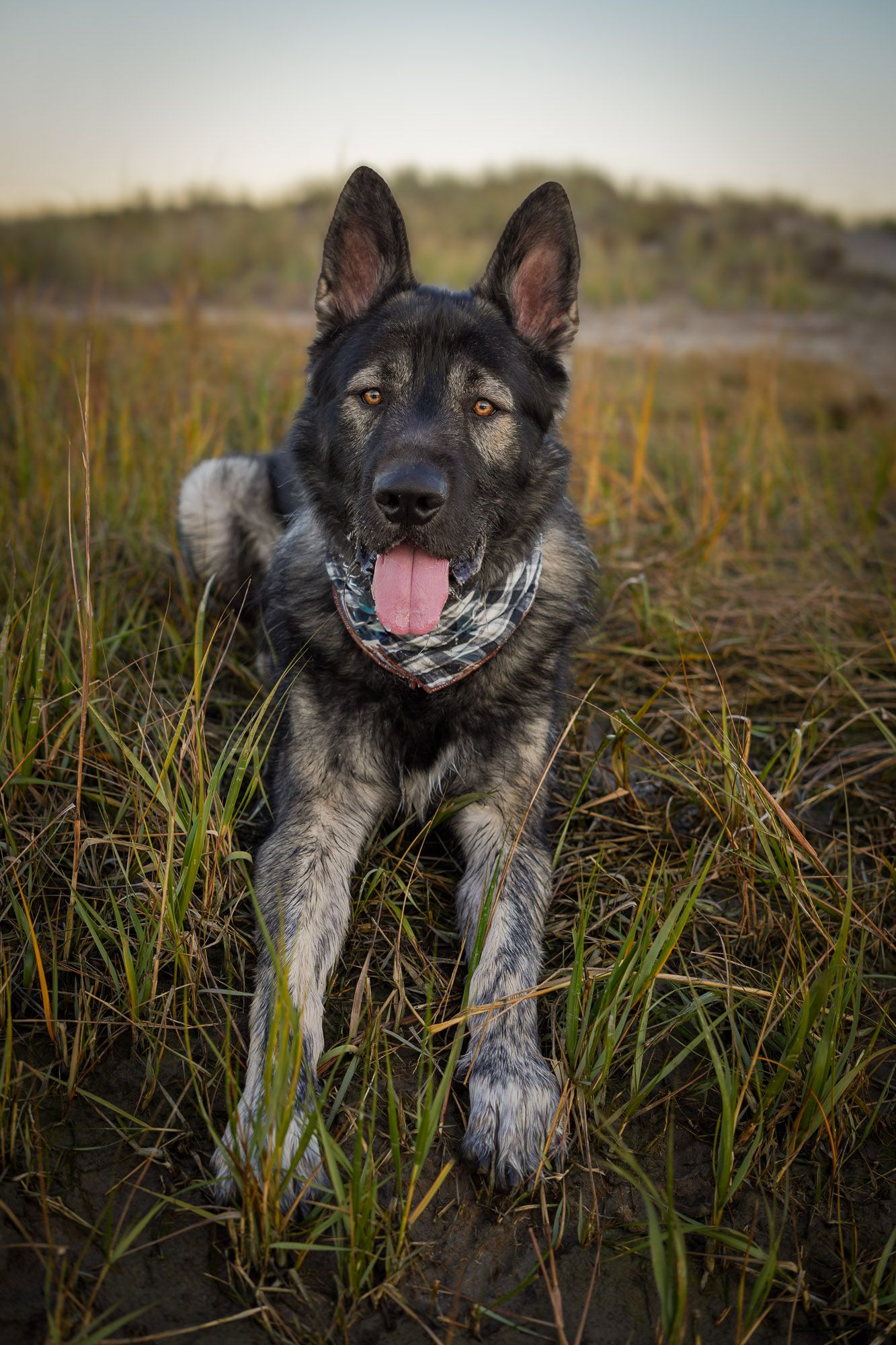 German Shepherd dog wearing a plaid bandana lying in tall grass with tongue out.