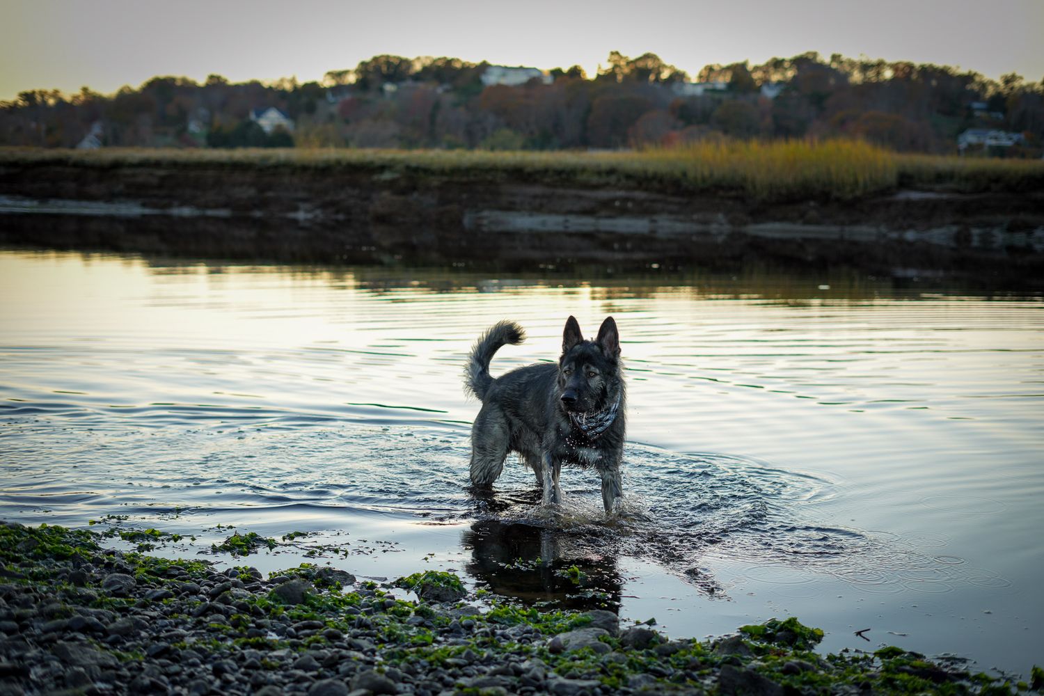 A German Shepherd dog standing in shallow water near a rocky shoreline at dusk.