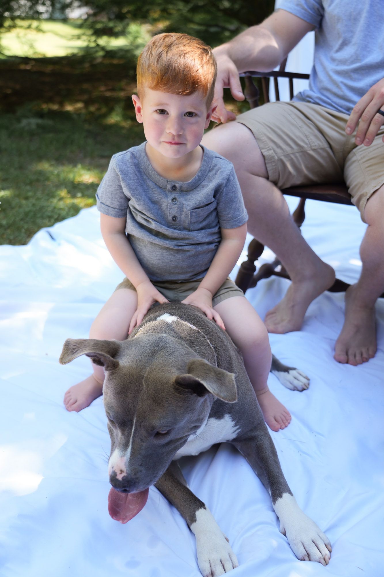 Red-haired young boy sits on gray and white pit bull dog during outdoor family photo session.