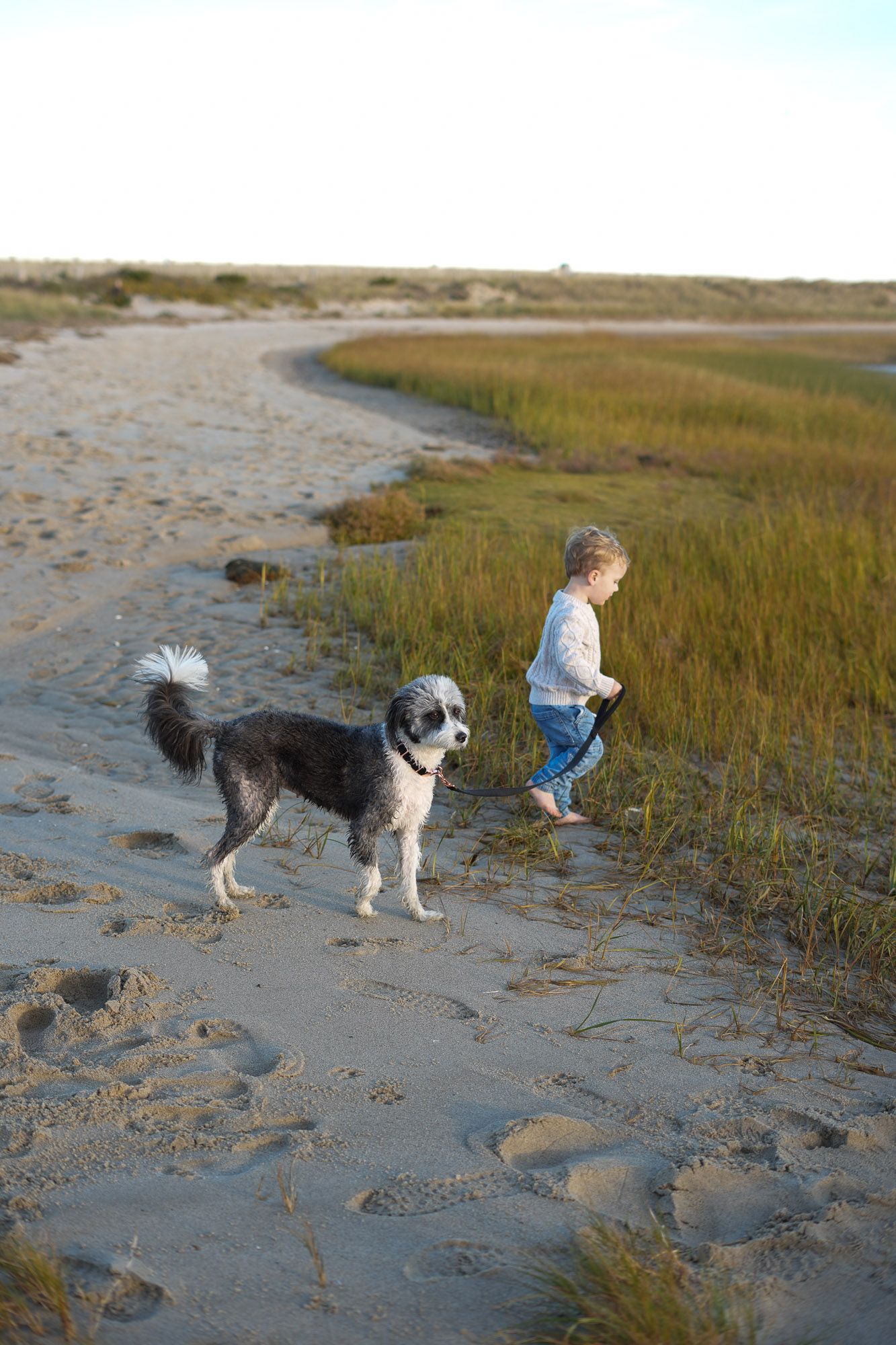 Young toddler and black and white dog exploring sandy beach path beside green marsh grass.