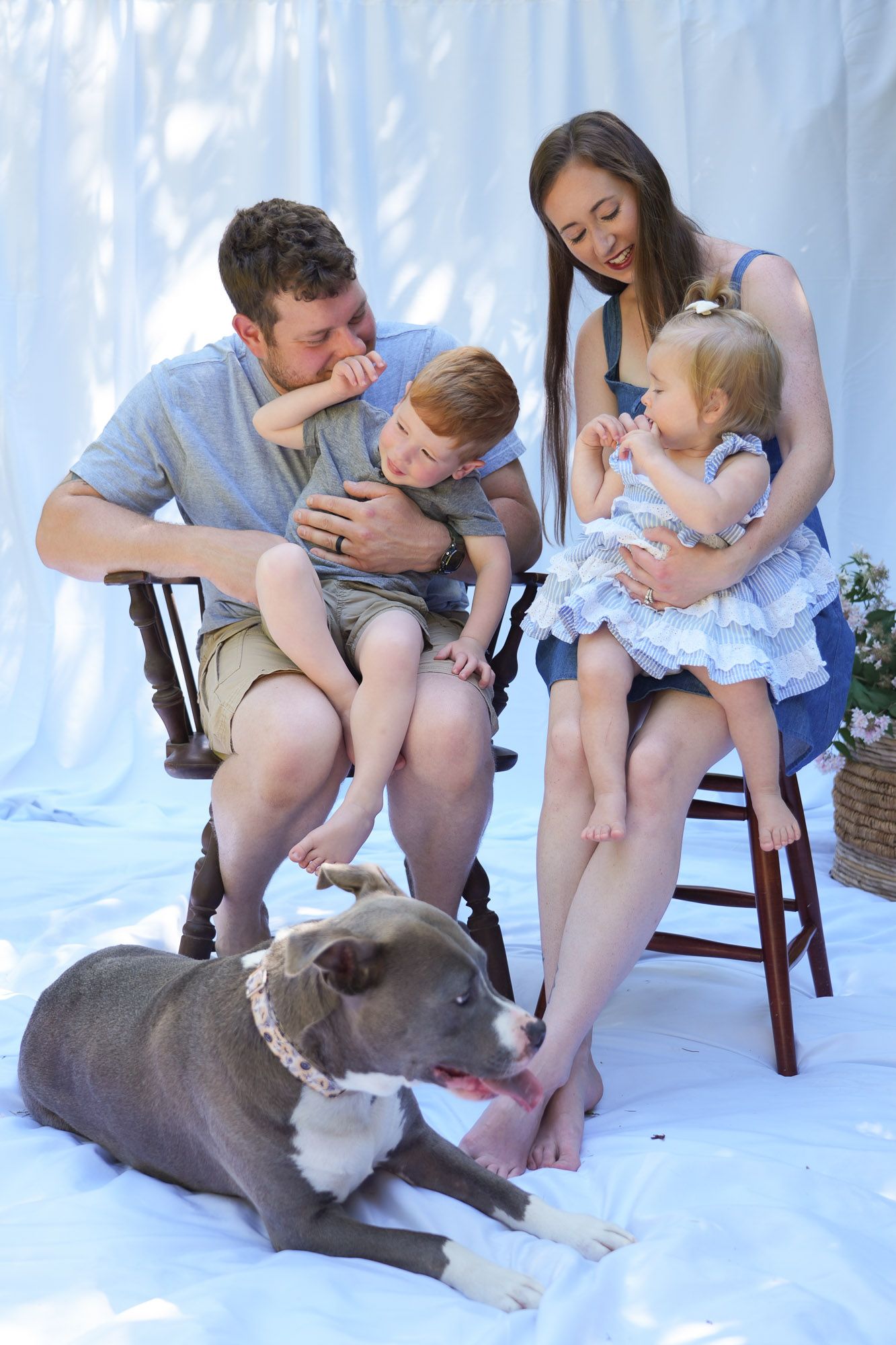 Family of four with gray pit bull dog poses for casual outdoor photo session on white blanket.