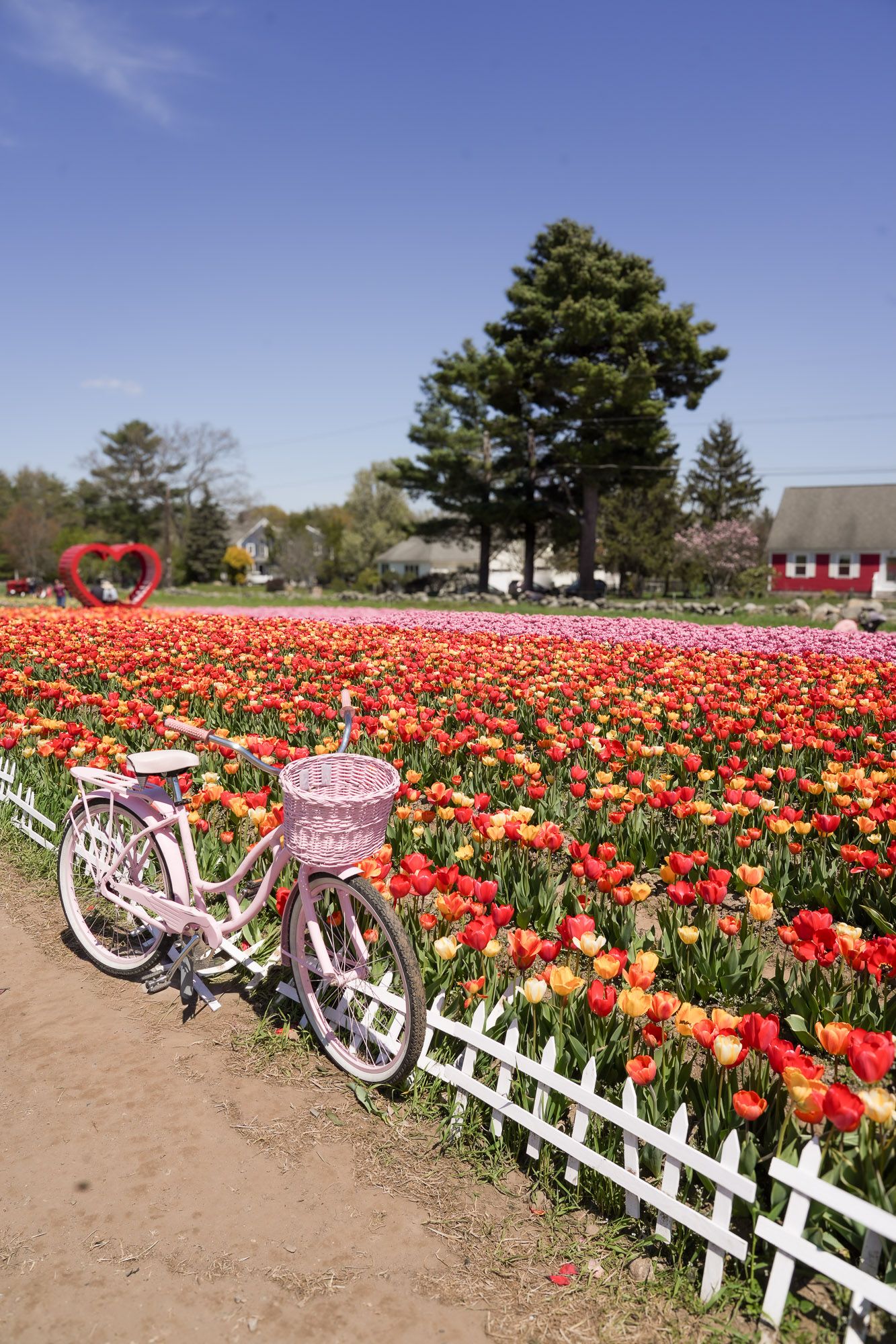 Pink bicycle with basket beside a white fence bordering colorful tulip fields on a sunny day.