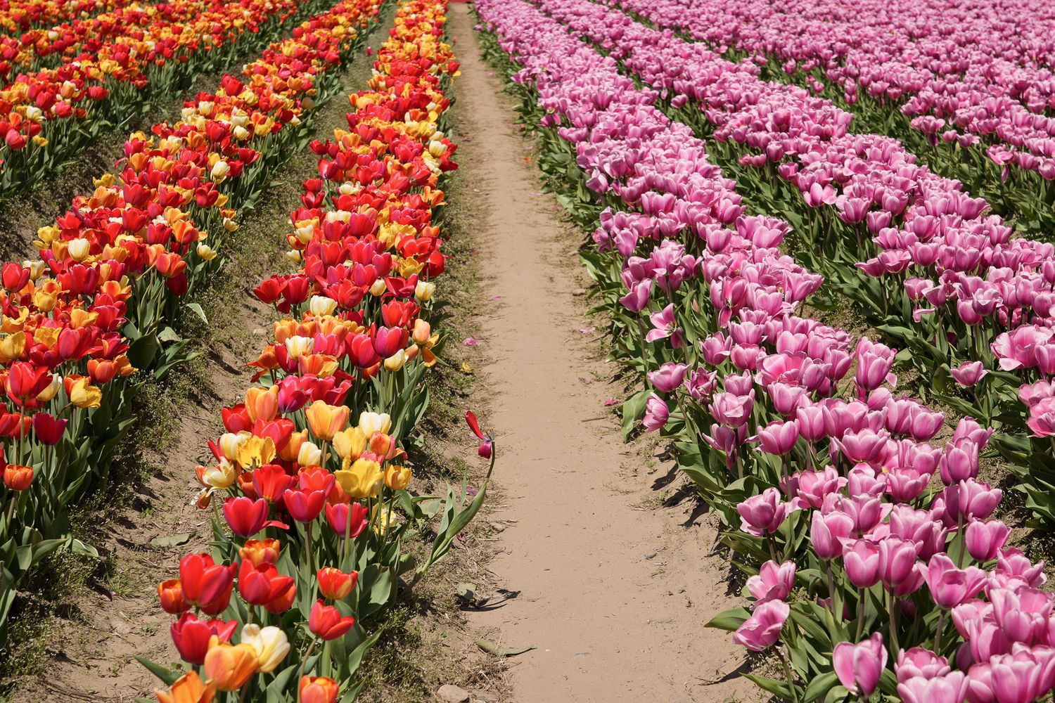 Rows of colorful red, orange, and pink tulips in a flower field.