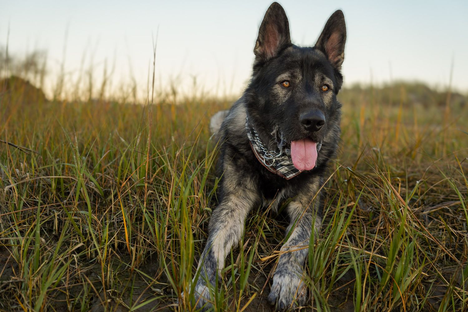 German Shepherd dog with bandana running through tall green marsh grass at sunset.