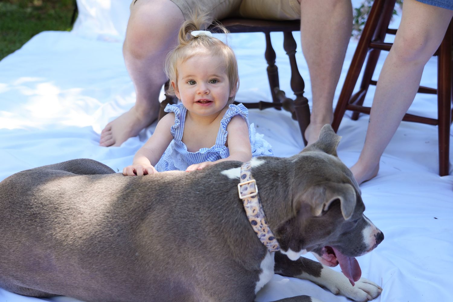 Laughing blonde toddler girl poses beside gray and white pit bull dog during outdoor family portrait.