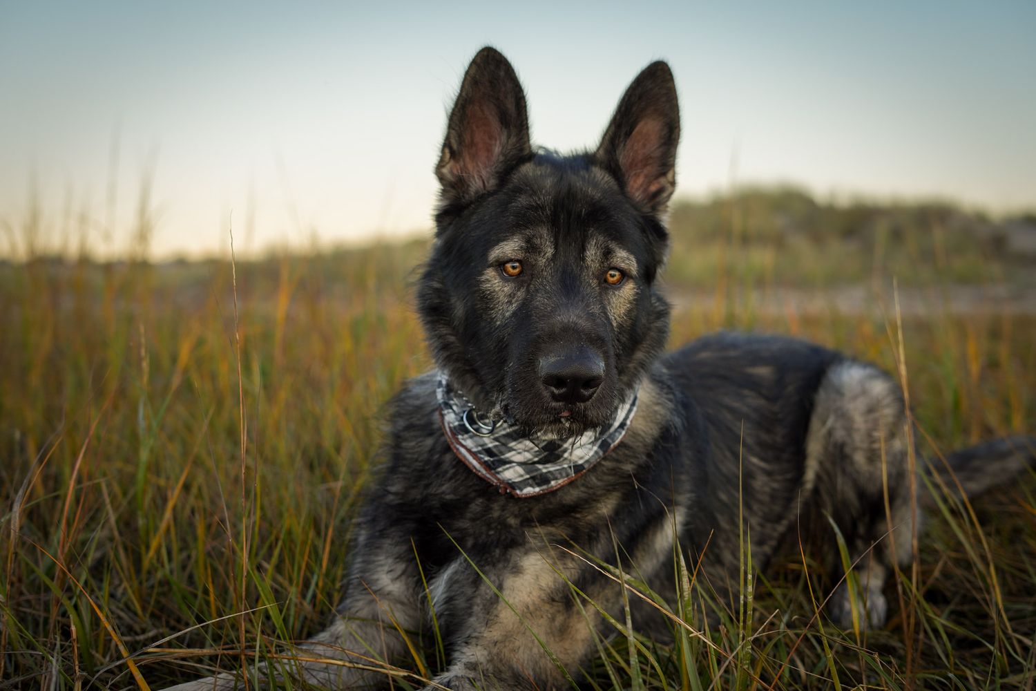 Beautiful German Shepherd dog lying in tall grass at golden hour, wearing a bandana collar.