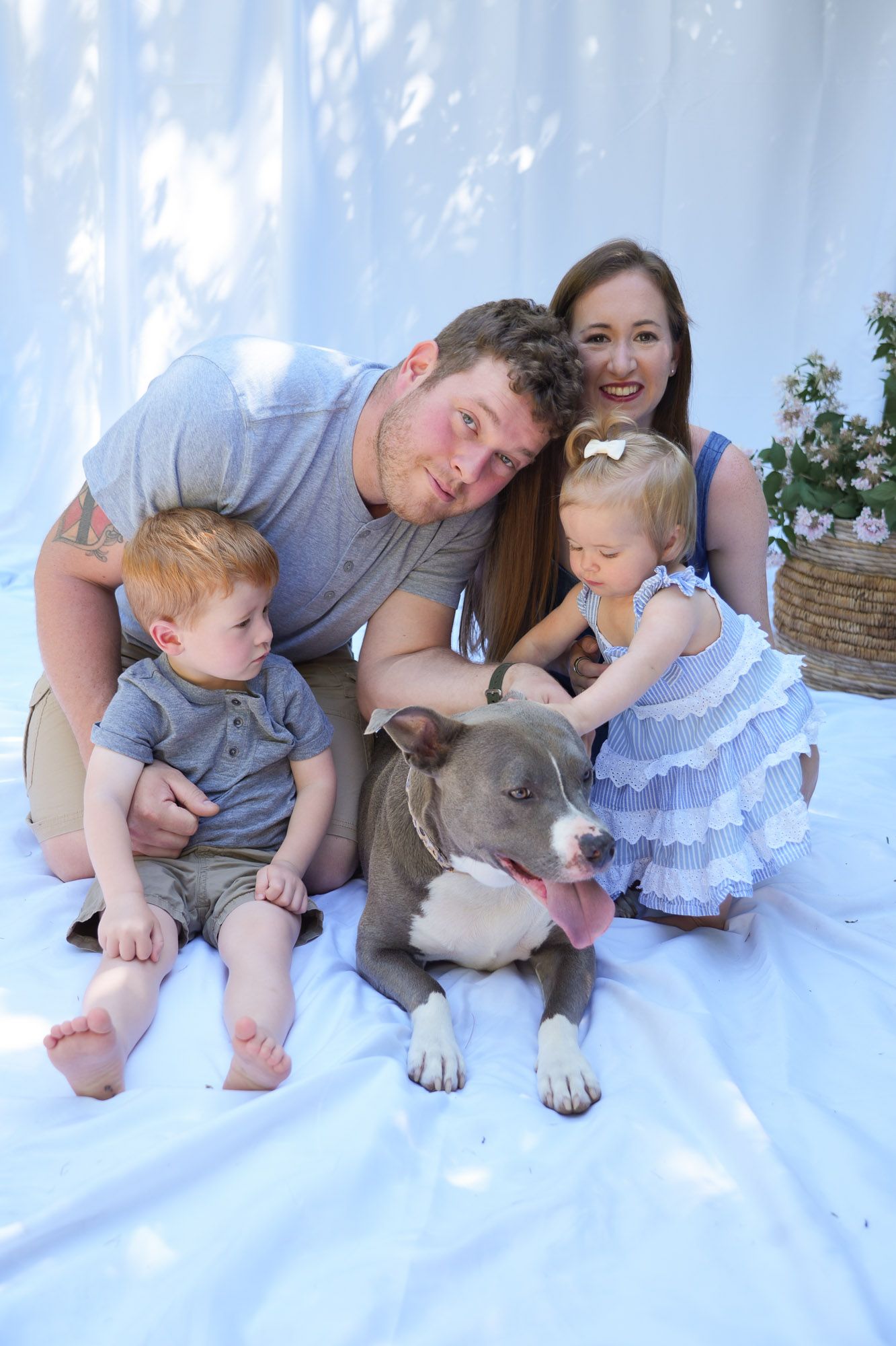 Smiling family with young boy and toddler girl petting their gray pit bull dog on white backdrop.