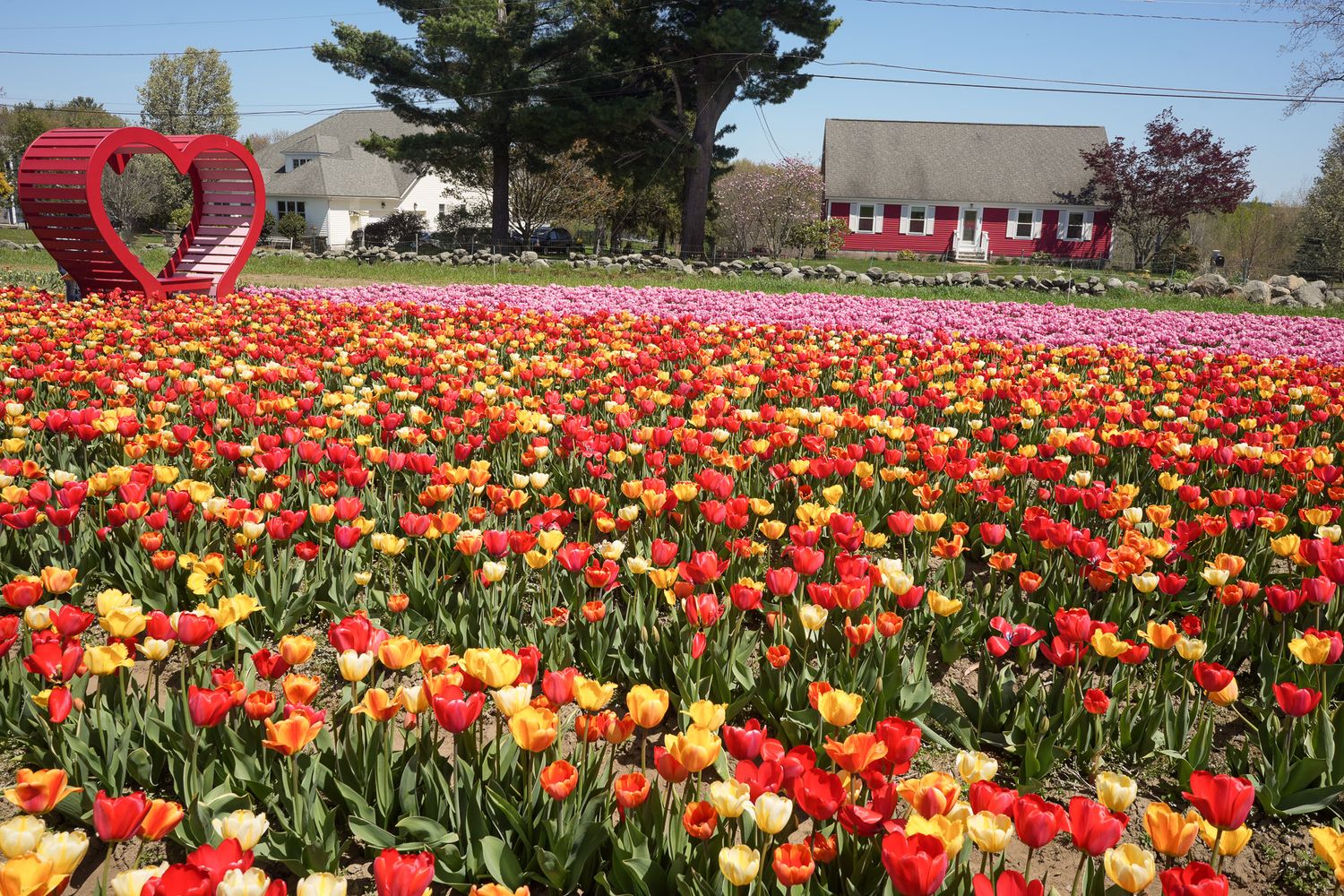 Vast colorful tulip fields in full bloom with red heart sculpture and red farmhouse in background.