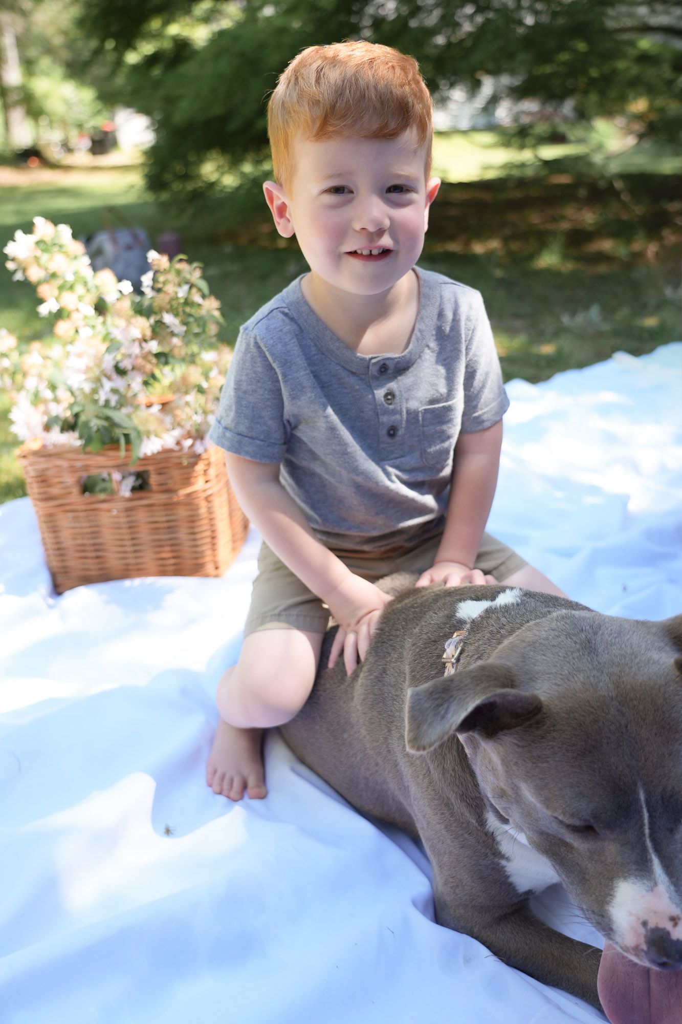 Smiling red-haired boy sits on gray pit bull dog beside wicker basket during outdoor photo session.