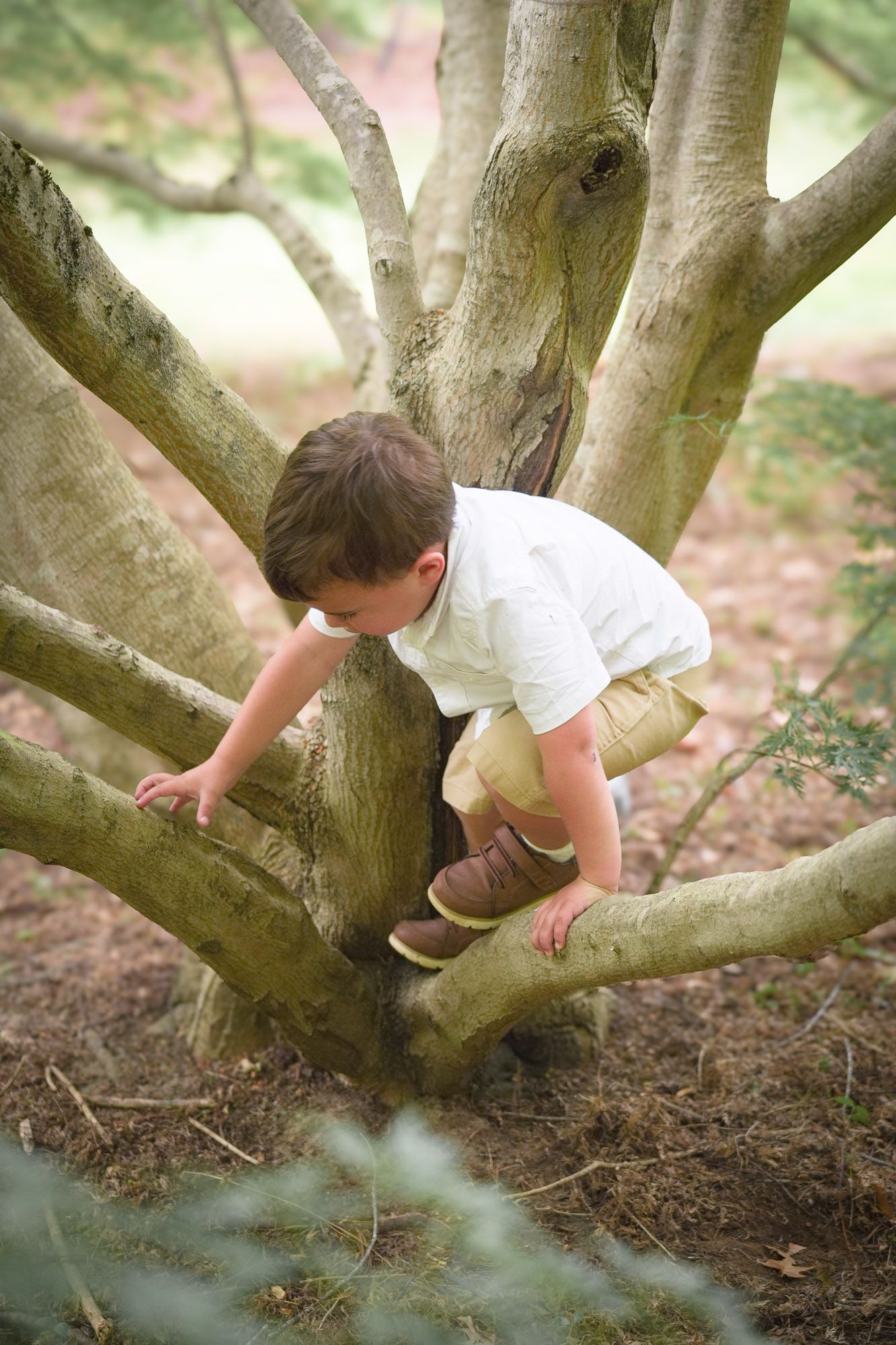 Curious young boy in white shirt and khaki shorts climbing through branches of a multi-trunk tree.