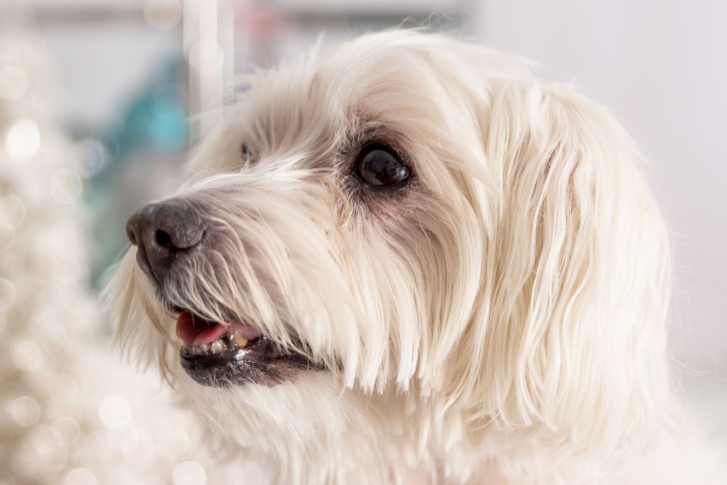 Holiday-themed pet portrait session with festive props, capturing your pet’s joyful spirit in Windsor, Ontario.