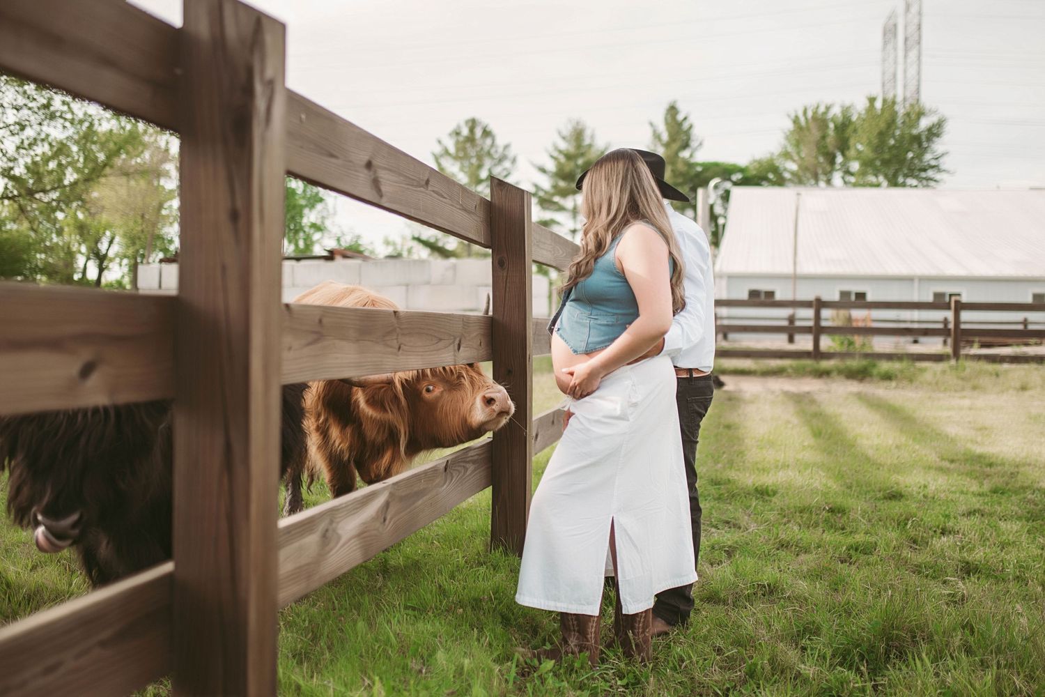 Pregnant couple embracing by a wooden fence with a brown cow on a green farm.
