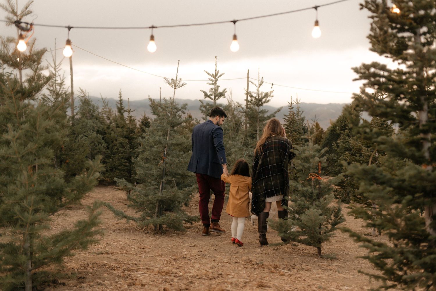 Family walking through a Christmas tree farm with string lights overhead on a cloudy winter day.
