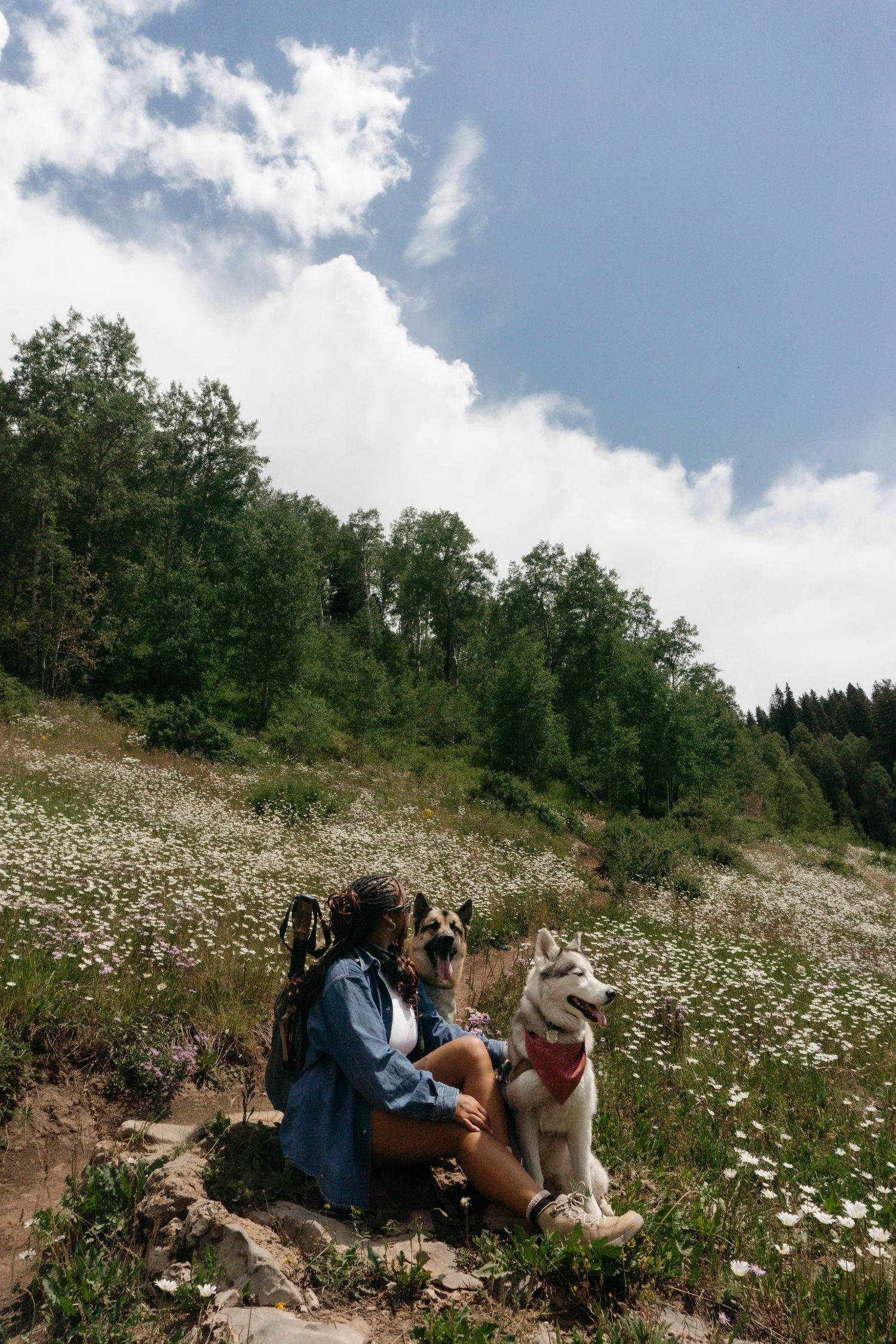A person sits with their husky dog in a wildflower meadow on a hillside under blue summer skies.