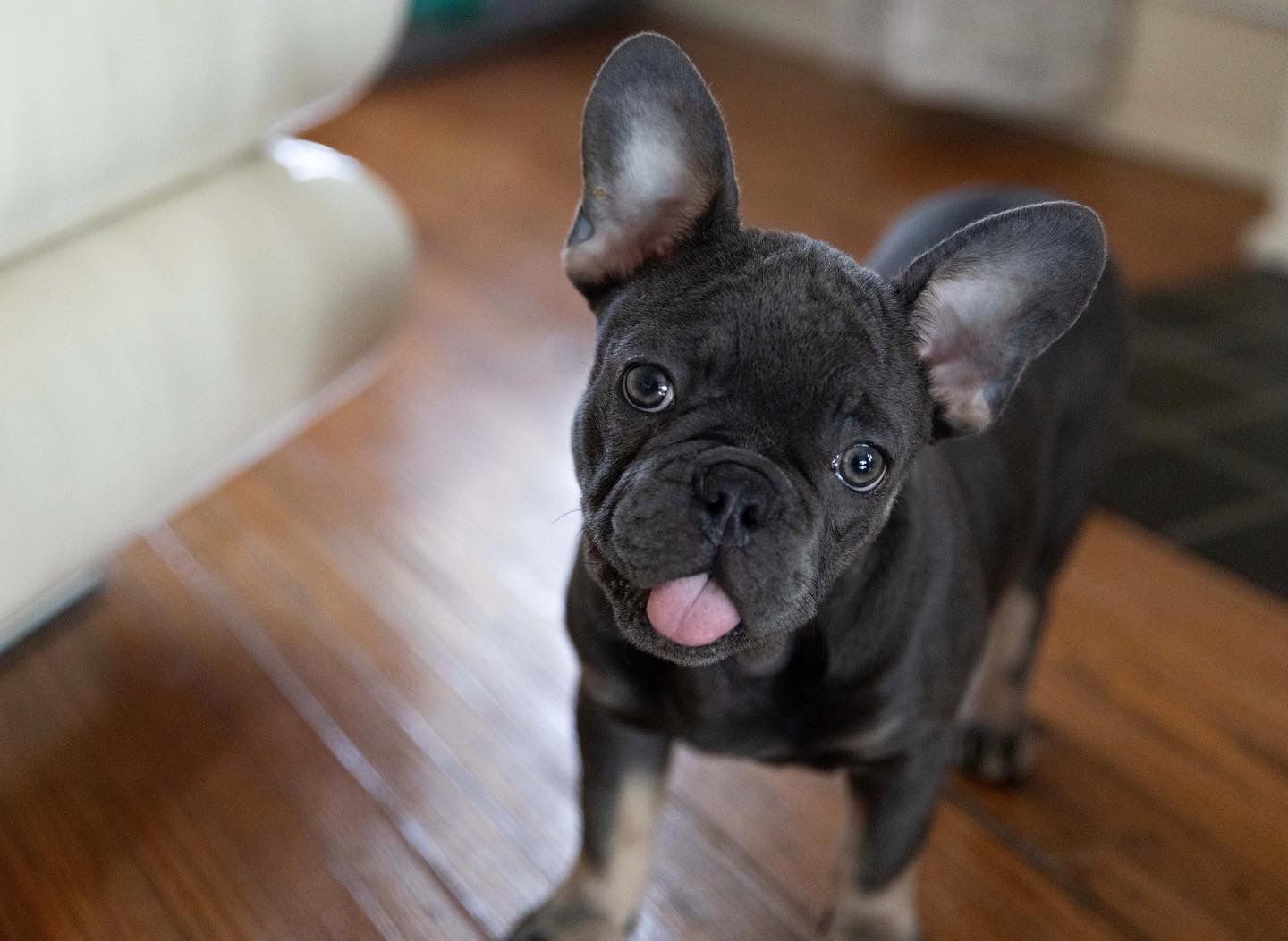 Sweet photo of french bulldog with his tongue sticking out
