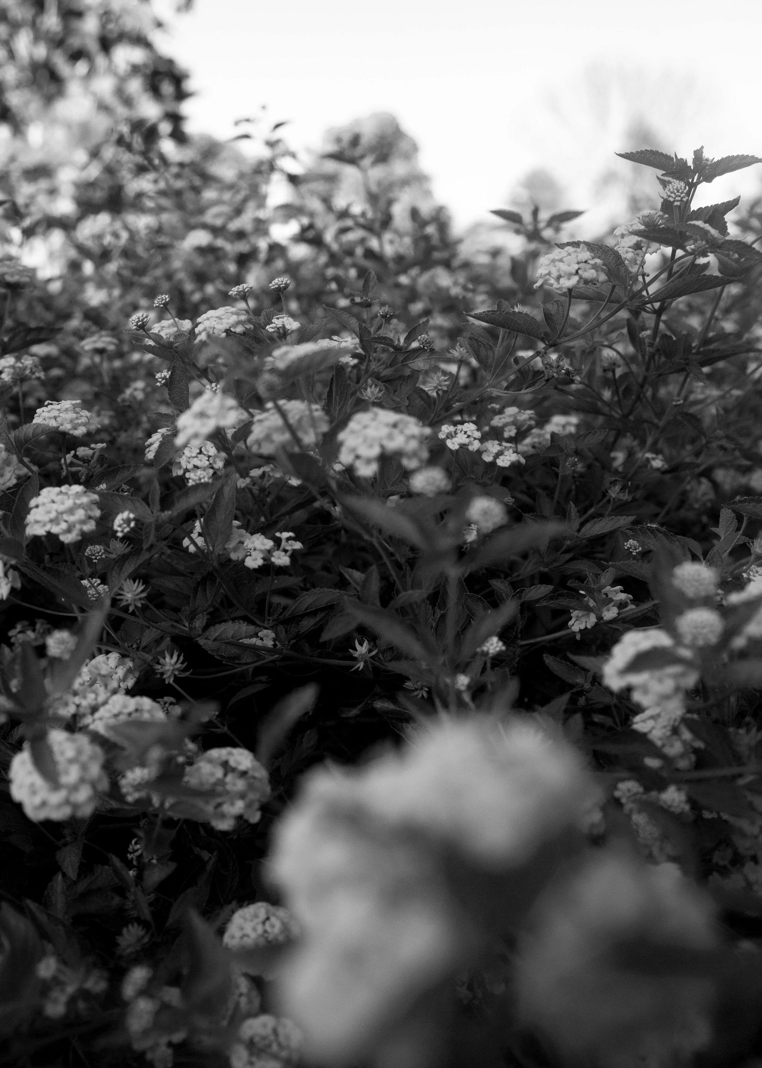 flower photo in East Peoria Illinois, black and white photo, landscape image at ICC Gardens