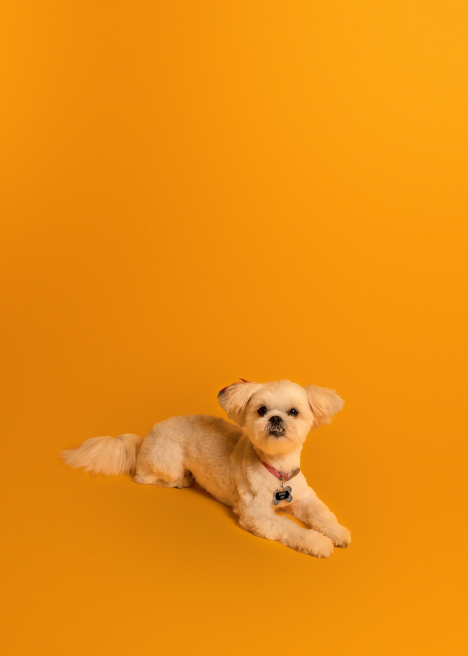 Pet portrait in-studio in Peoria, IL