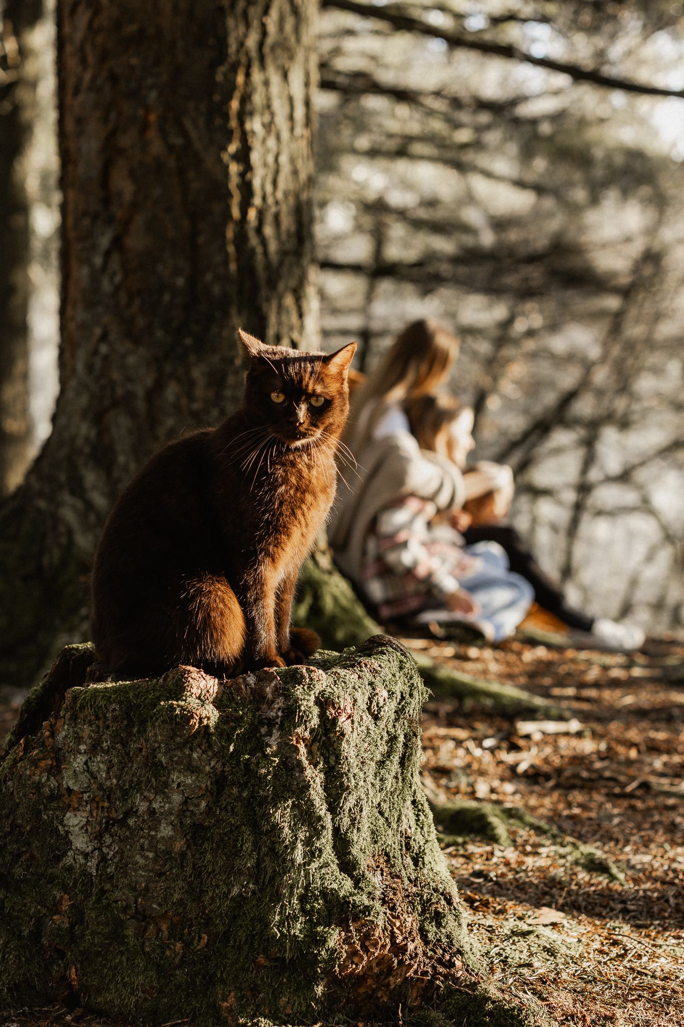 Eine  Katze sitzt auf einem moosbedeckten Baumstumpf in einem nebligen Wald im Hintergrund findet das Familienshooting statt.