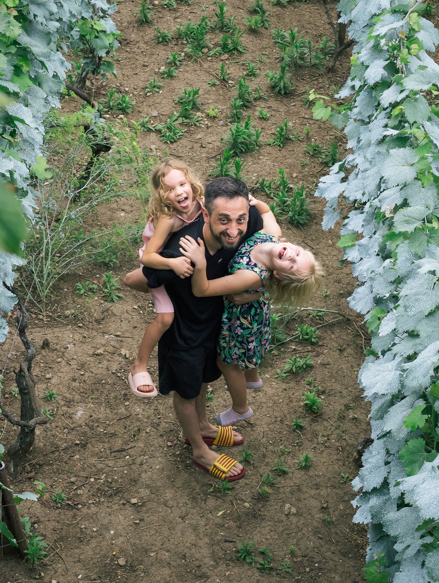 Overhead view of a smiling uncle carrying his two laughing nieces between rows of grapevines.