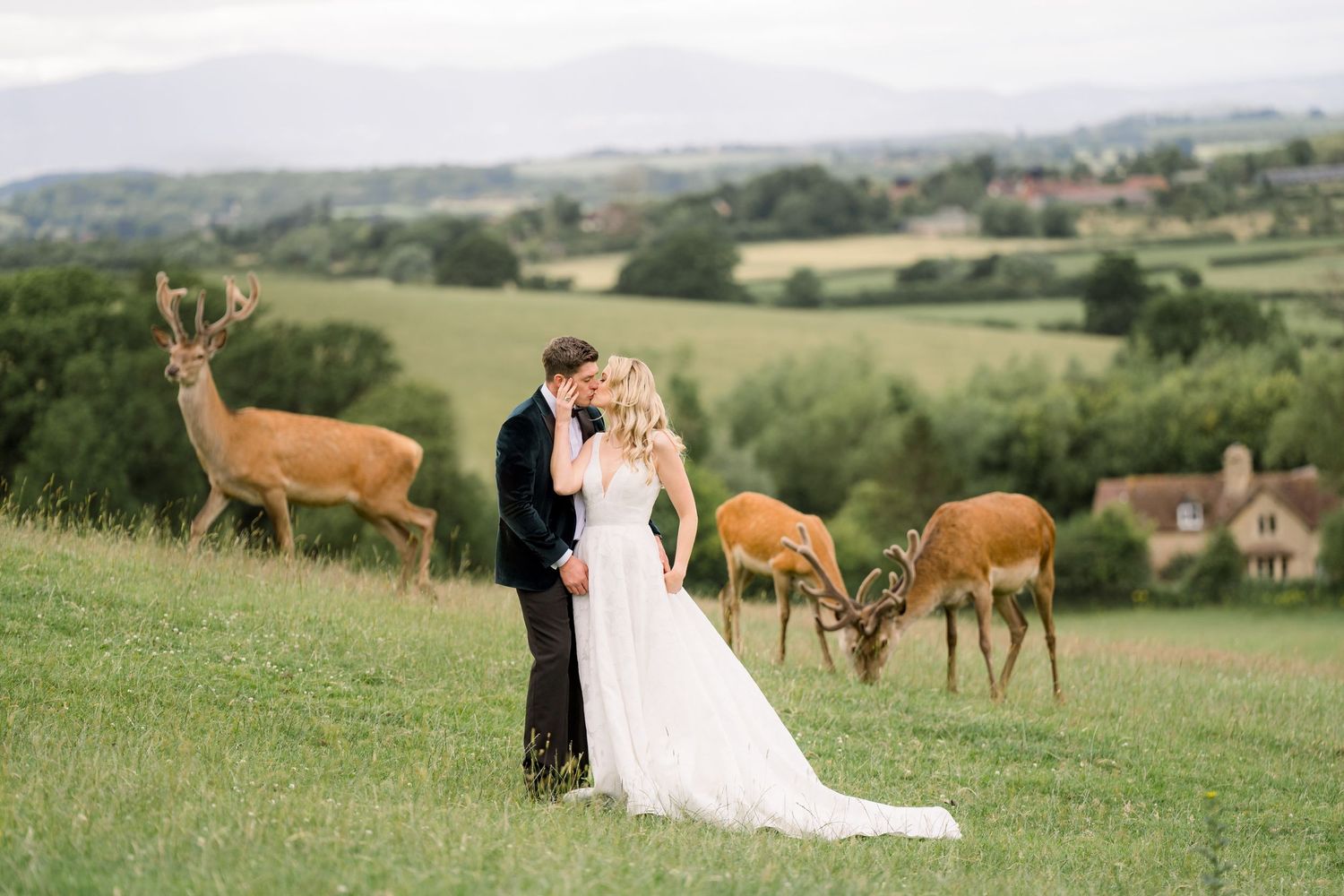 A couple in wedding attire stands in a green meadow while wild deer graze peacefully nearby in a scenic countryside setting.