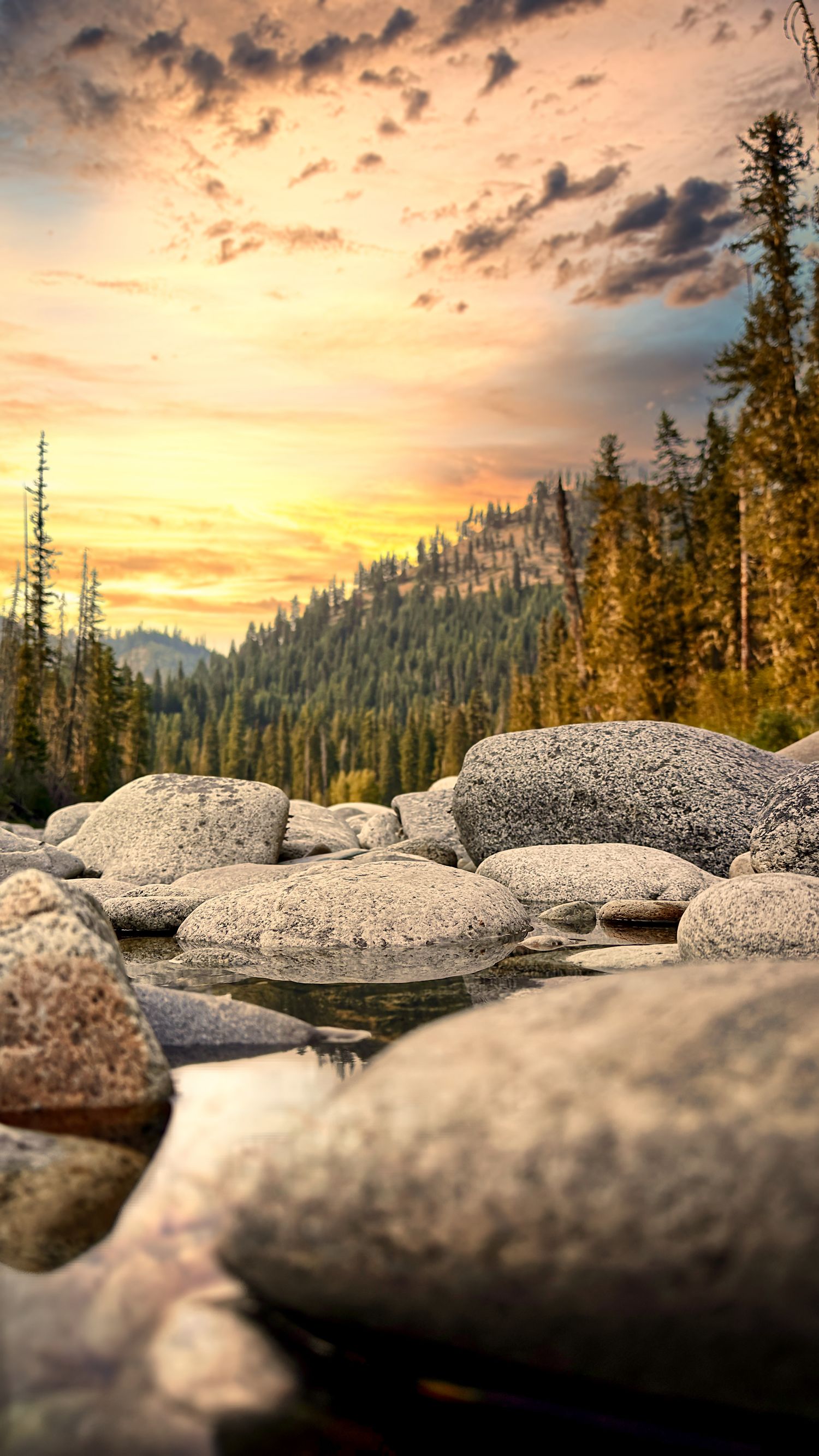 Rocky mountain stream with large boulders in foreground and pine forest at golden sunset.