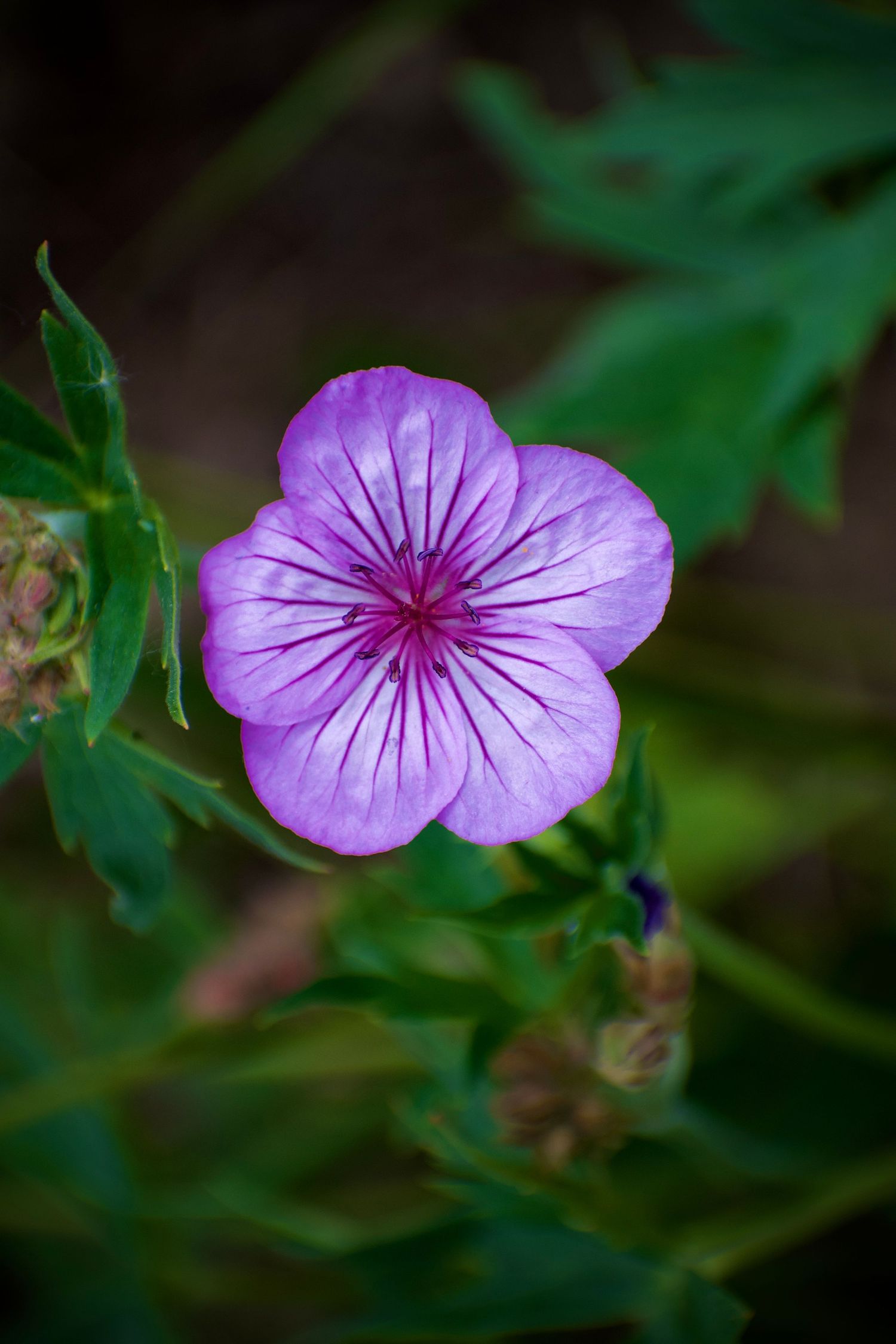 Purple geranium flower with violet veins blooming among green leaves in garden.