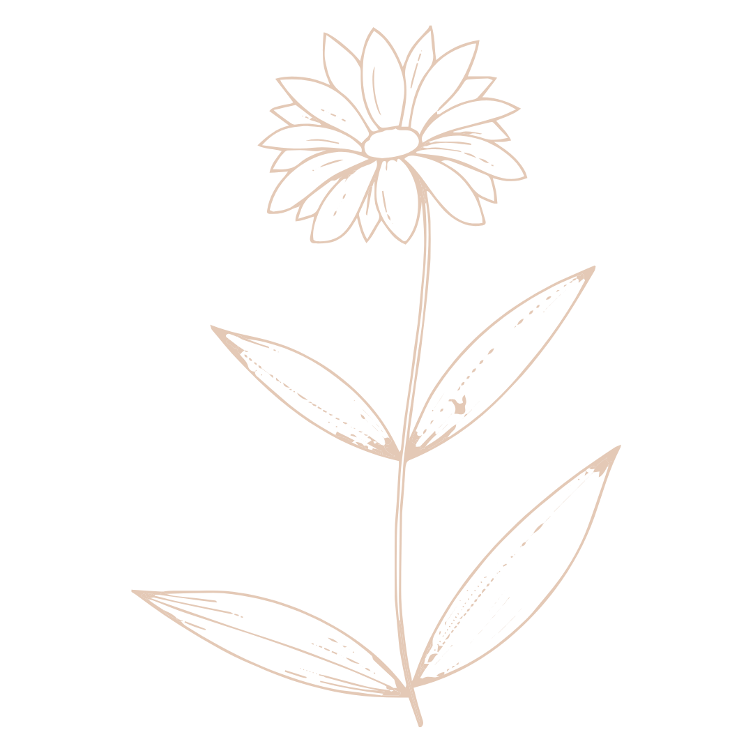 Delicate sketch of a daisy flower with detailed petals and leaves in light peach color.
