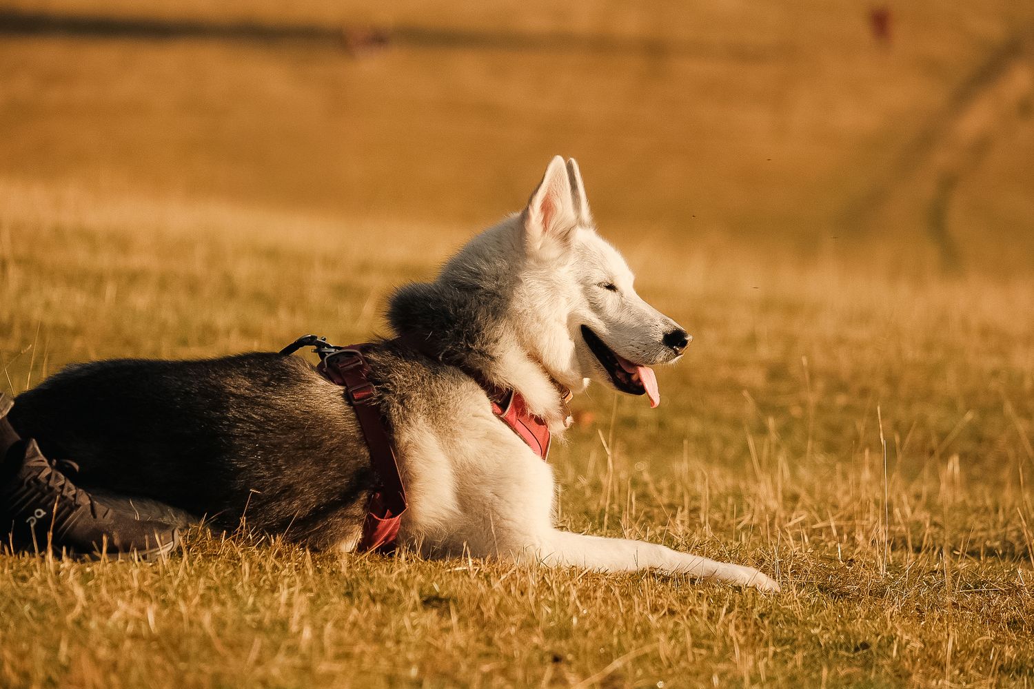 A beautiful white fox lying in dry golden grass during sunset, with multiple views showing it turning and stretching.