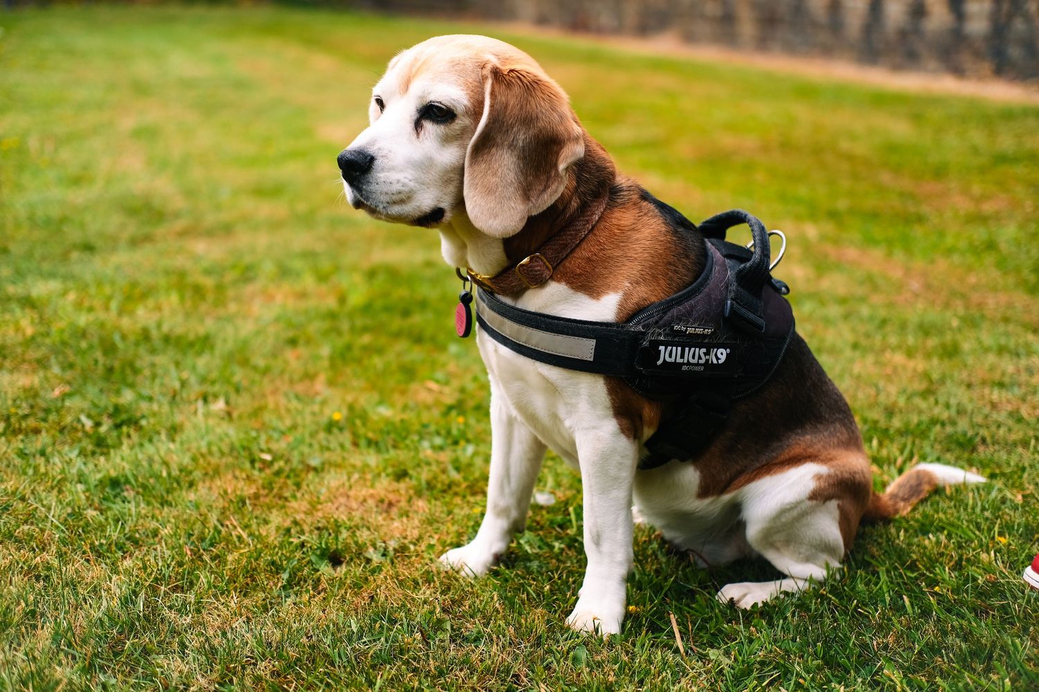 Beagle dog sitting attentively on grass during an outdoor photoshoot.