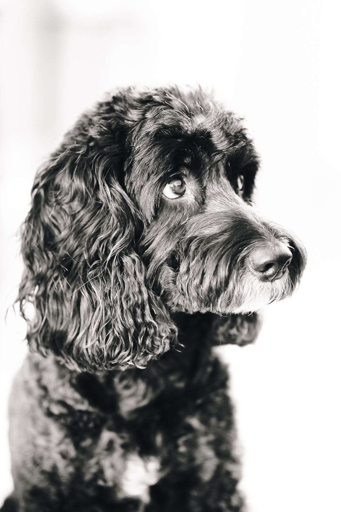 Black and white portrait of a Goldendoodle dog with curly fur looking to the side against a white background.