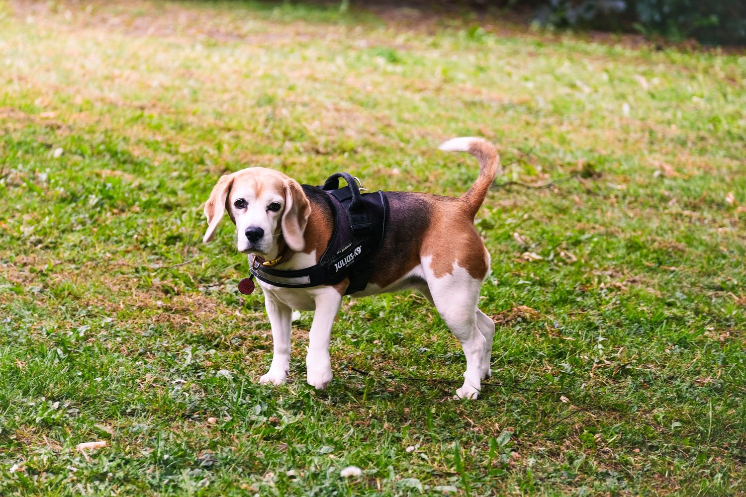 Dog paws visible in grass during an outdoor photo session.