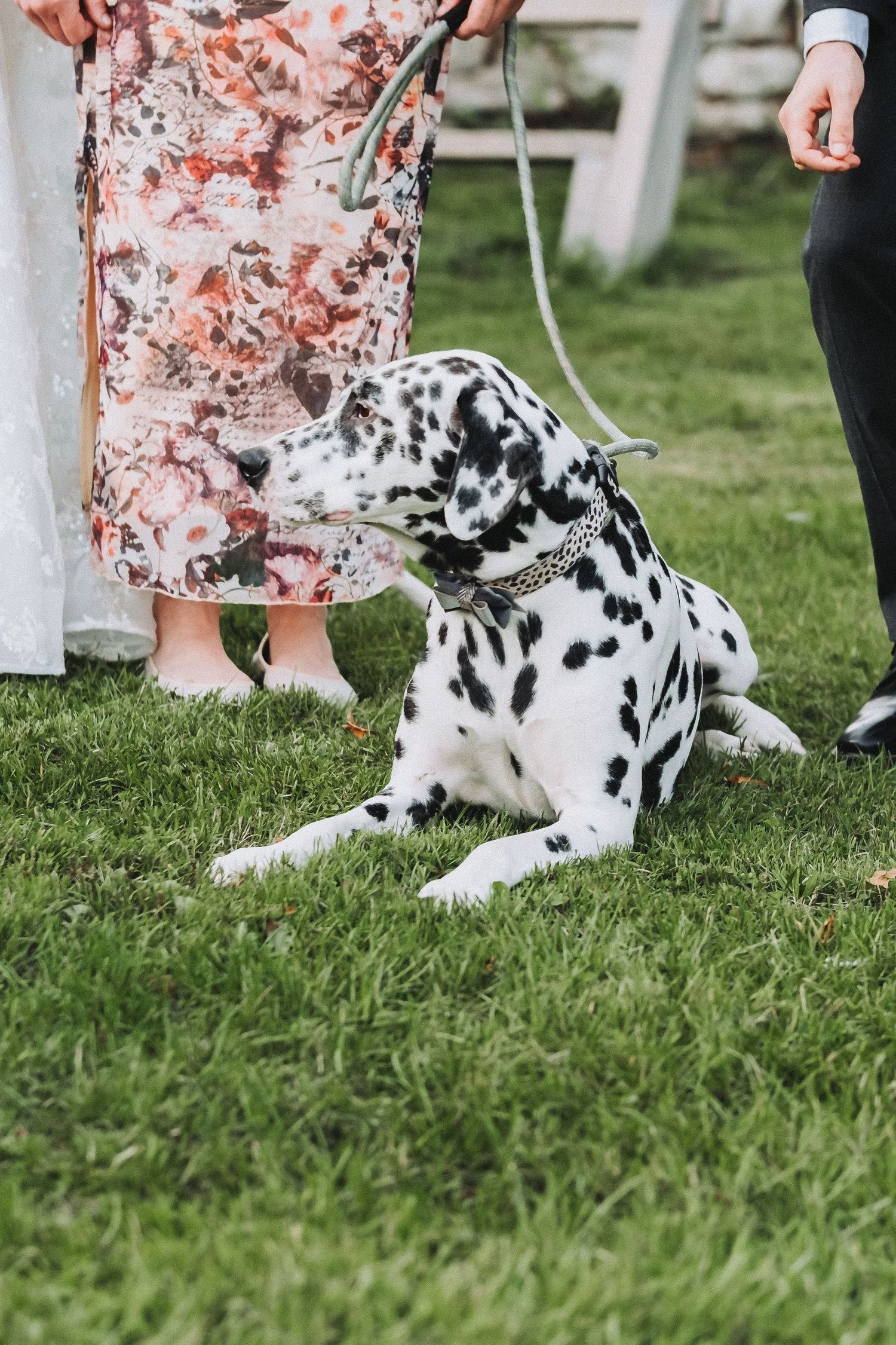 Dalmatian dog lying in grass at wedding with floral dress visible in frame.