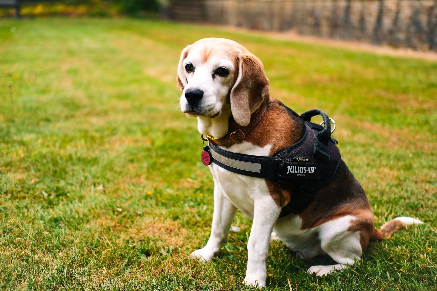 Beagle dog wearing black harness sitting in grass during outdoor photoshoot.