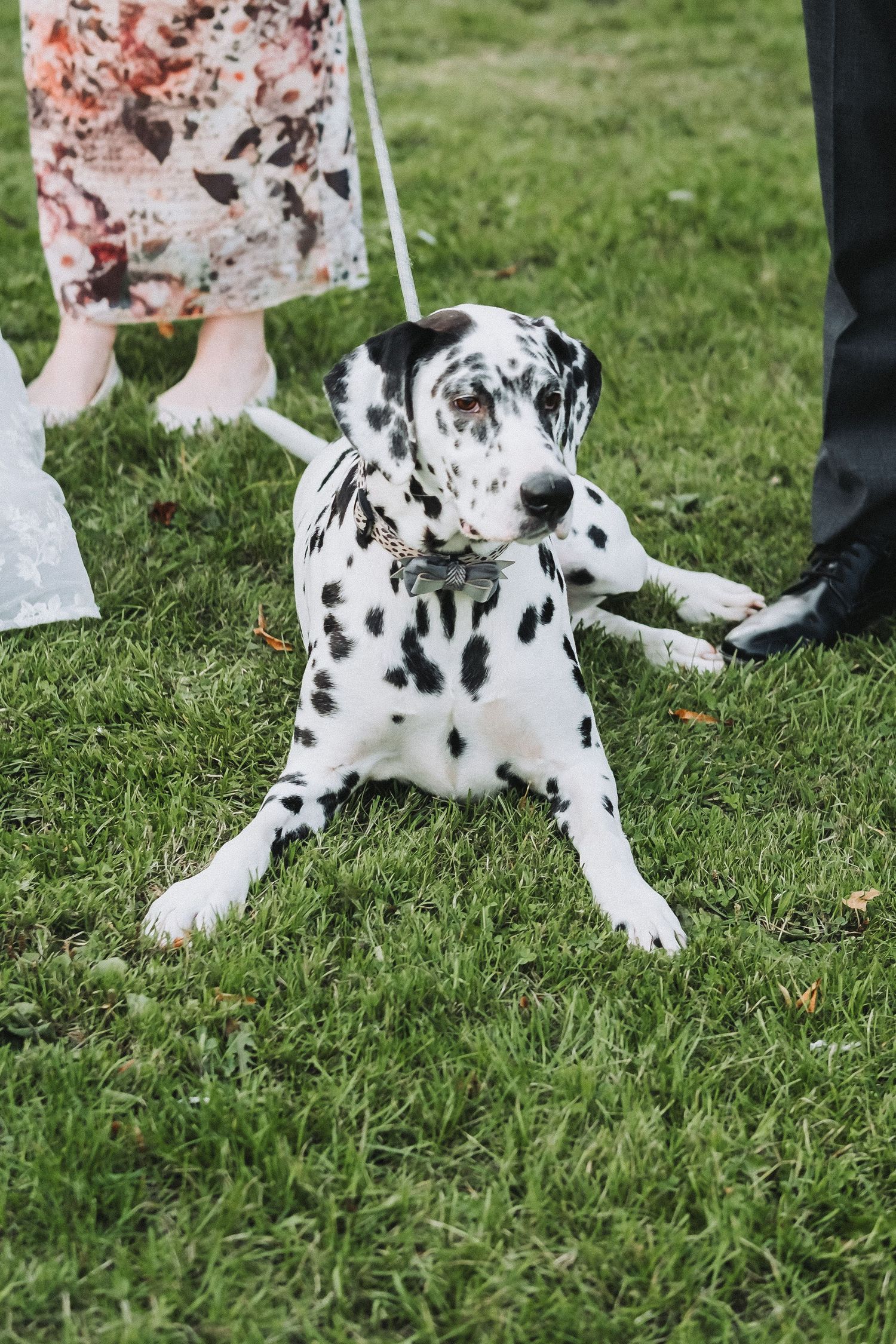 Dalmatian dog lies on grass during outdoor wedding photoshoot.