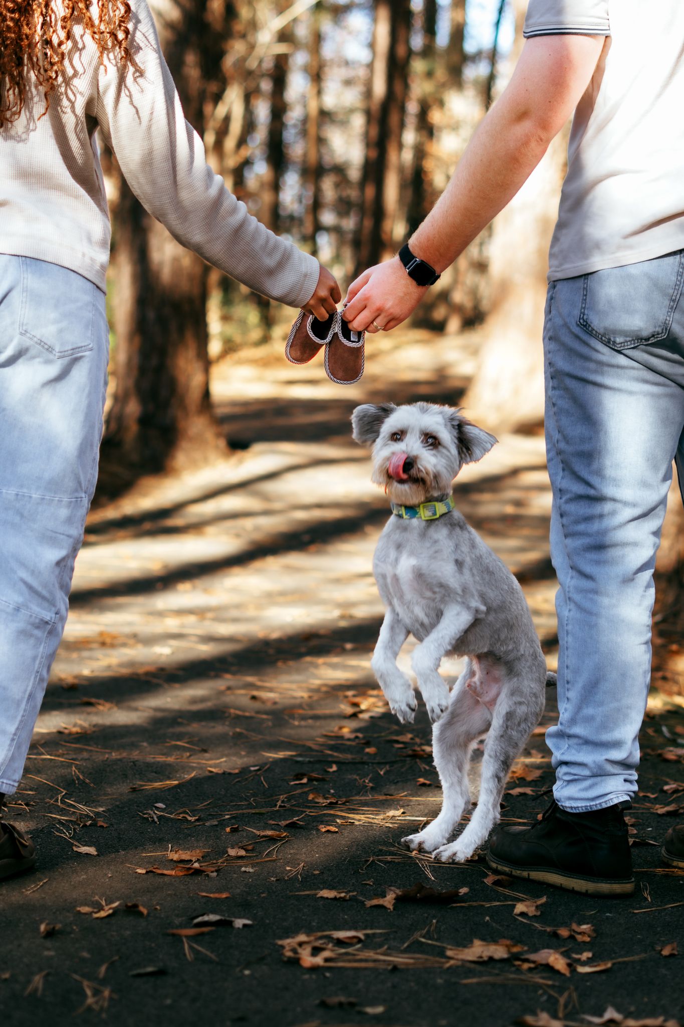 Small gray dog jumping excitedly between two people on a forest trail while being trained with treats.