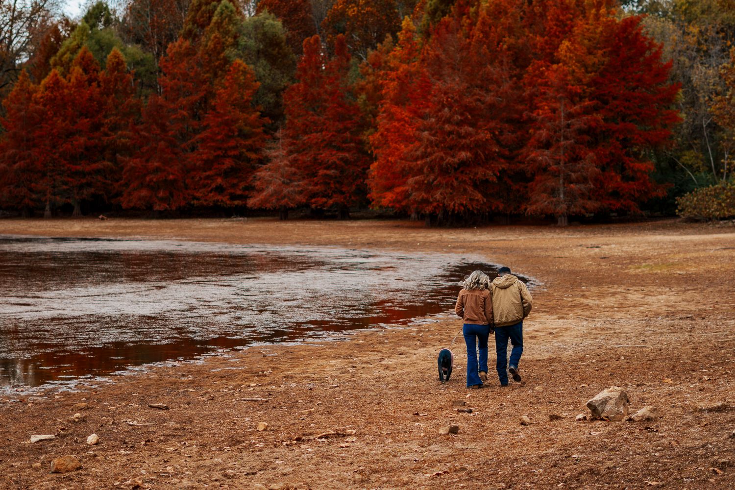Two figures walk with a dog along a beach shoreline surrounded by vibrant red autumn trees.
