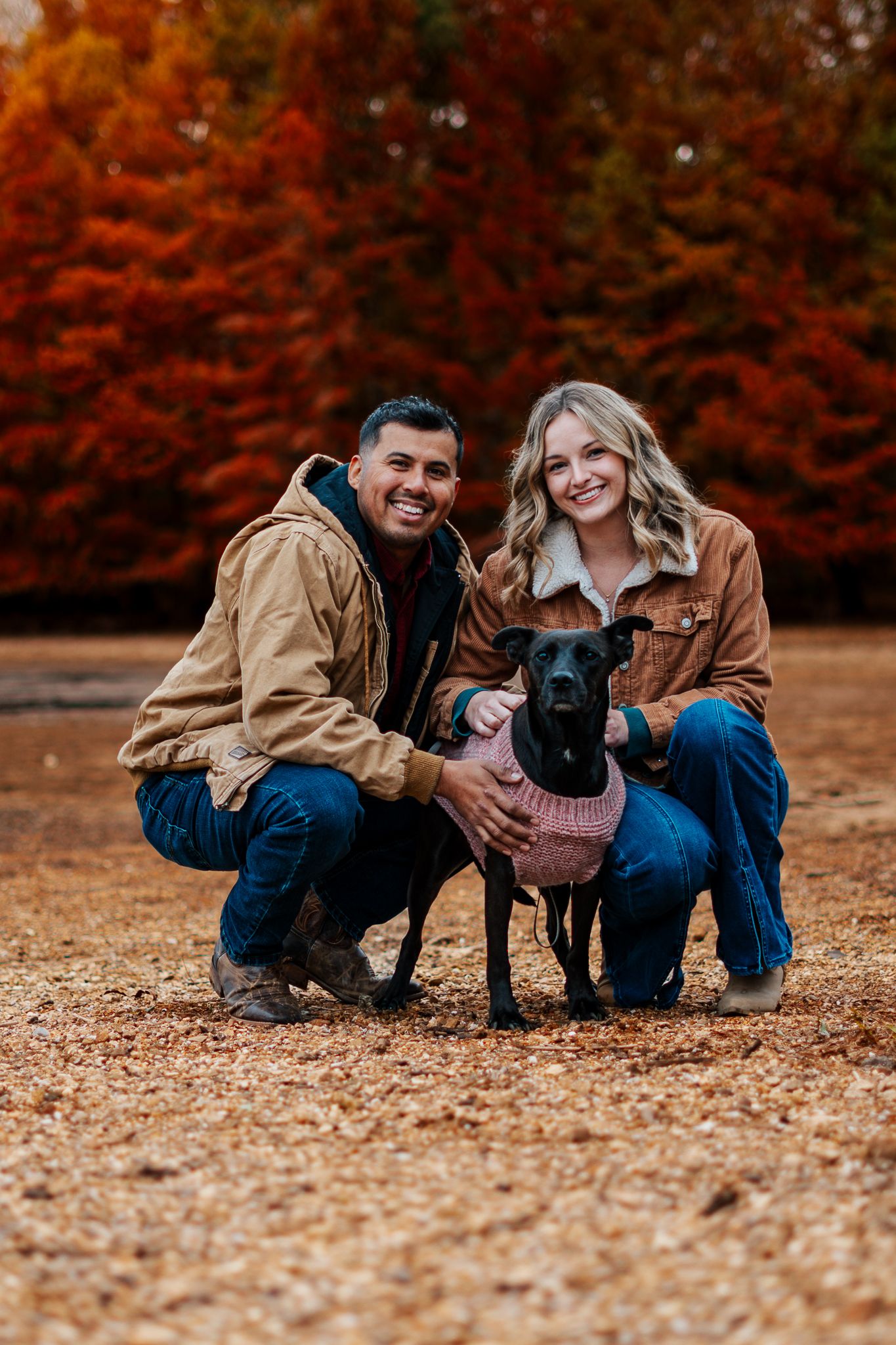 A couple and their French Bulldog play together on fallen autumn leaves in a park with red trees in the background.