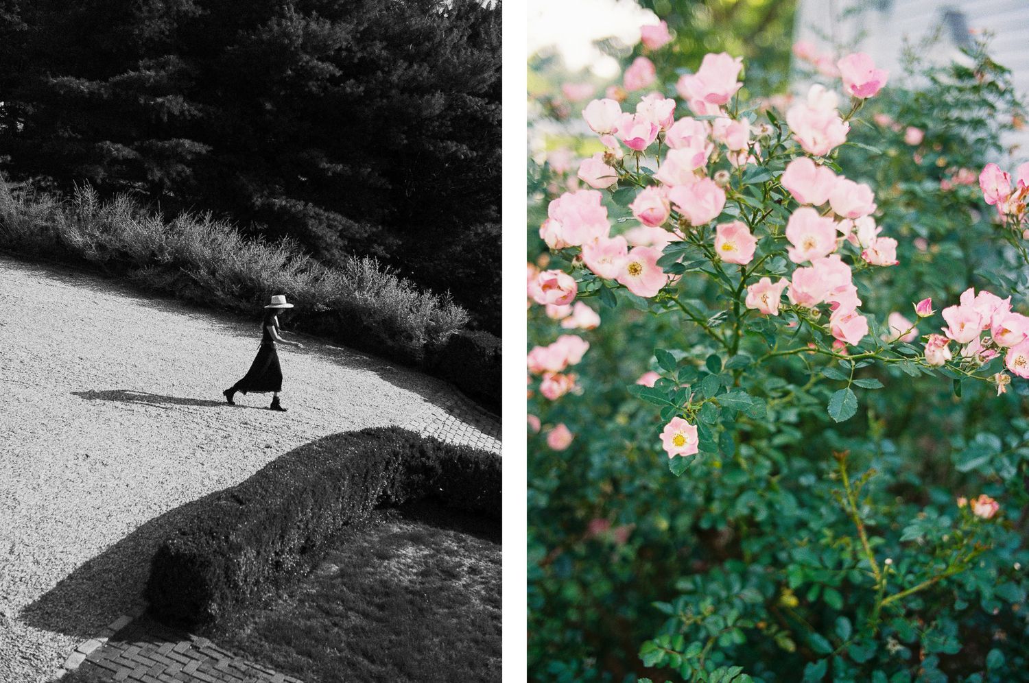 Garden roses blooming in pink hues with decorative elements in black and white.