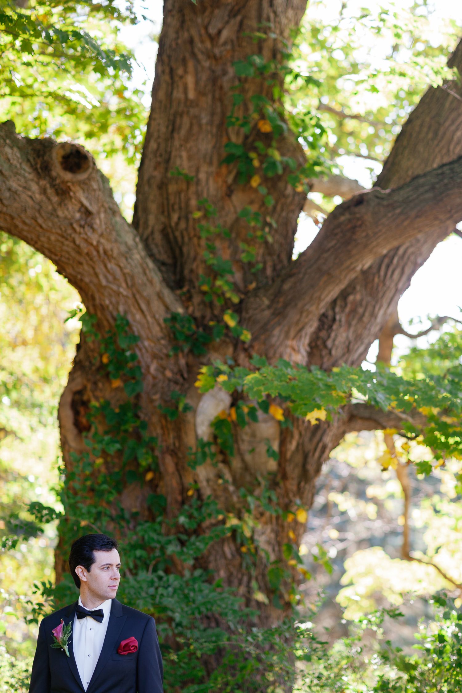 Groom in black tuxedo with red boutonniere stands before a massive ivy-covered tree in a sunlit garden.