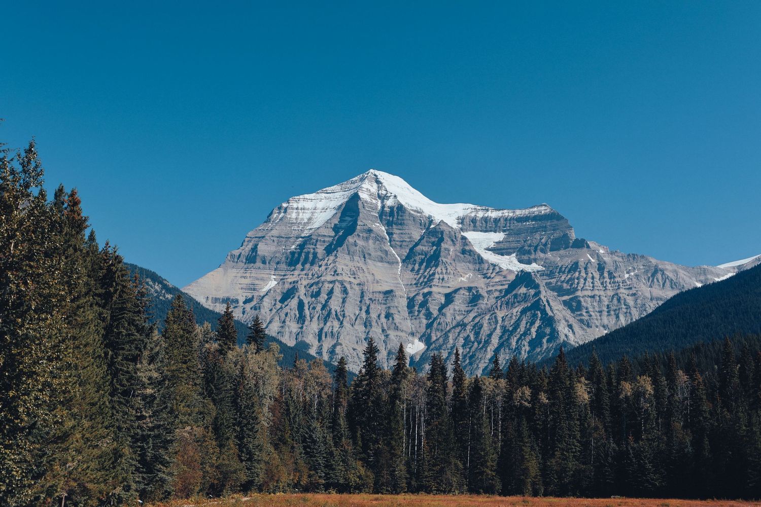 Snow-capped mountain peak rises above dense evergreen forest under clear blue sky in Canadian Rockies.