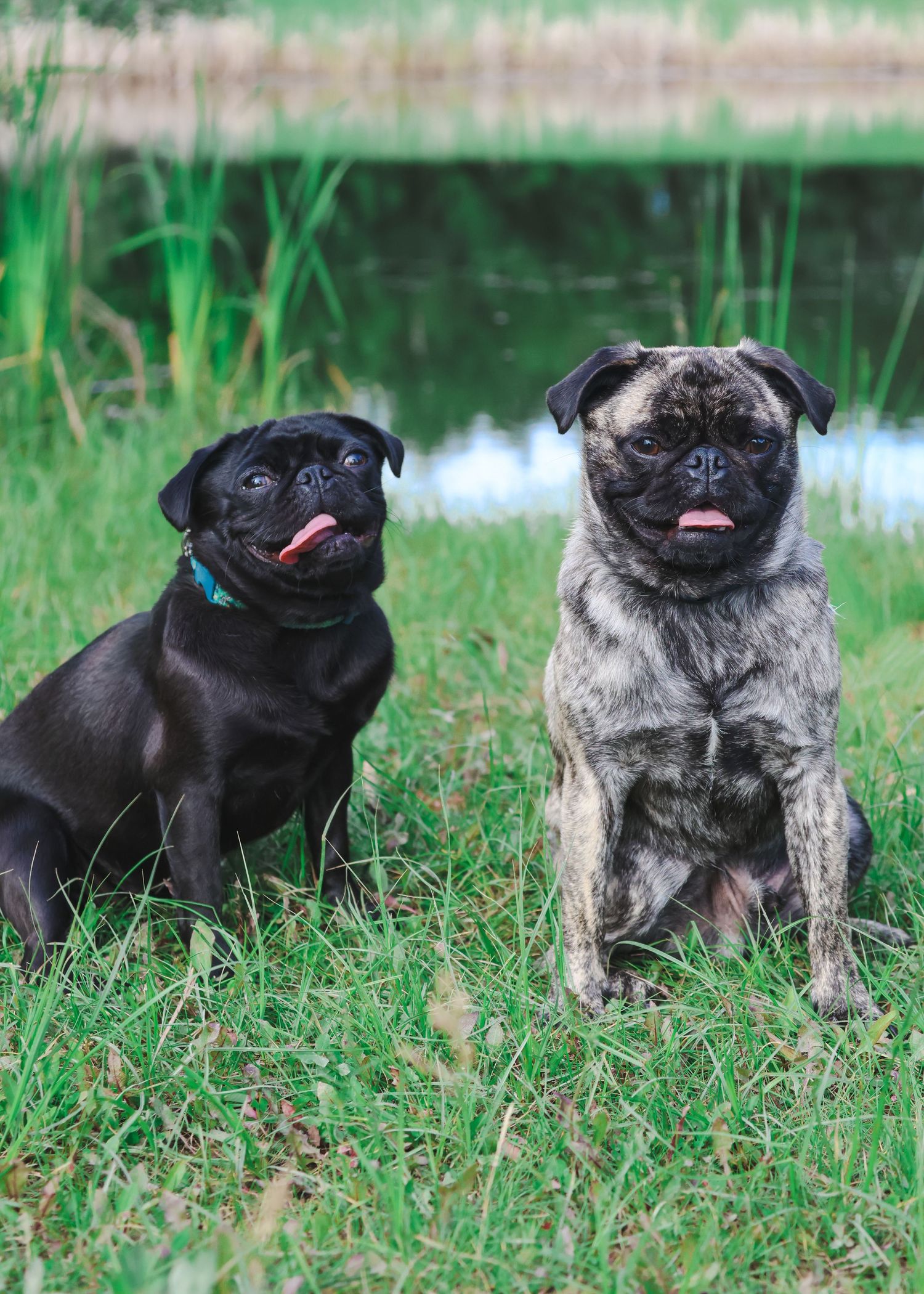Two pugs with tongues out sitting on grass near a pond, one black and one brindle.