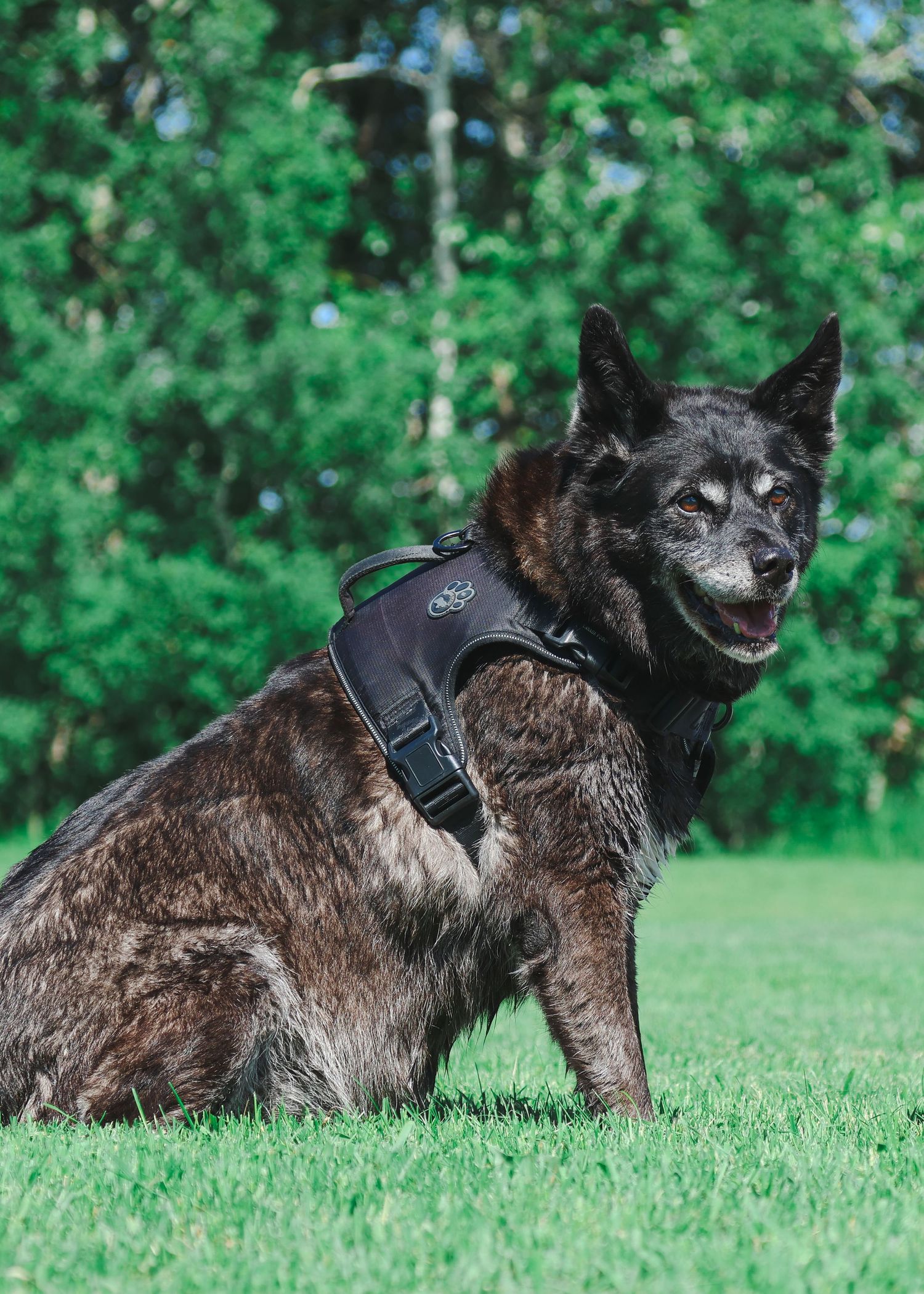 Dark brindle dog wearing a black harness sitting on green grass with trees in the background.
