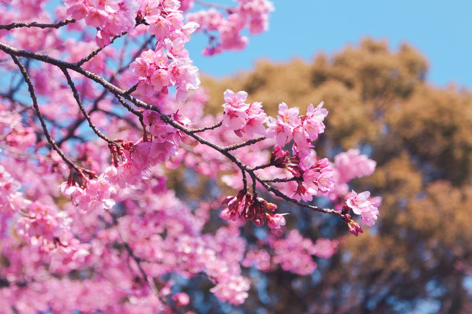Pink cherry blossom branches in full bloom against a clear blue sky with a tree in the background.